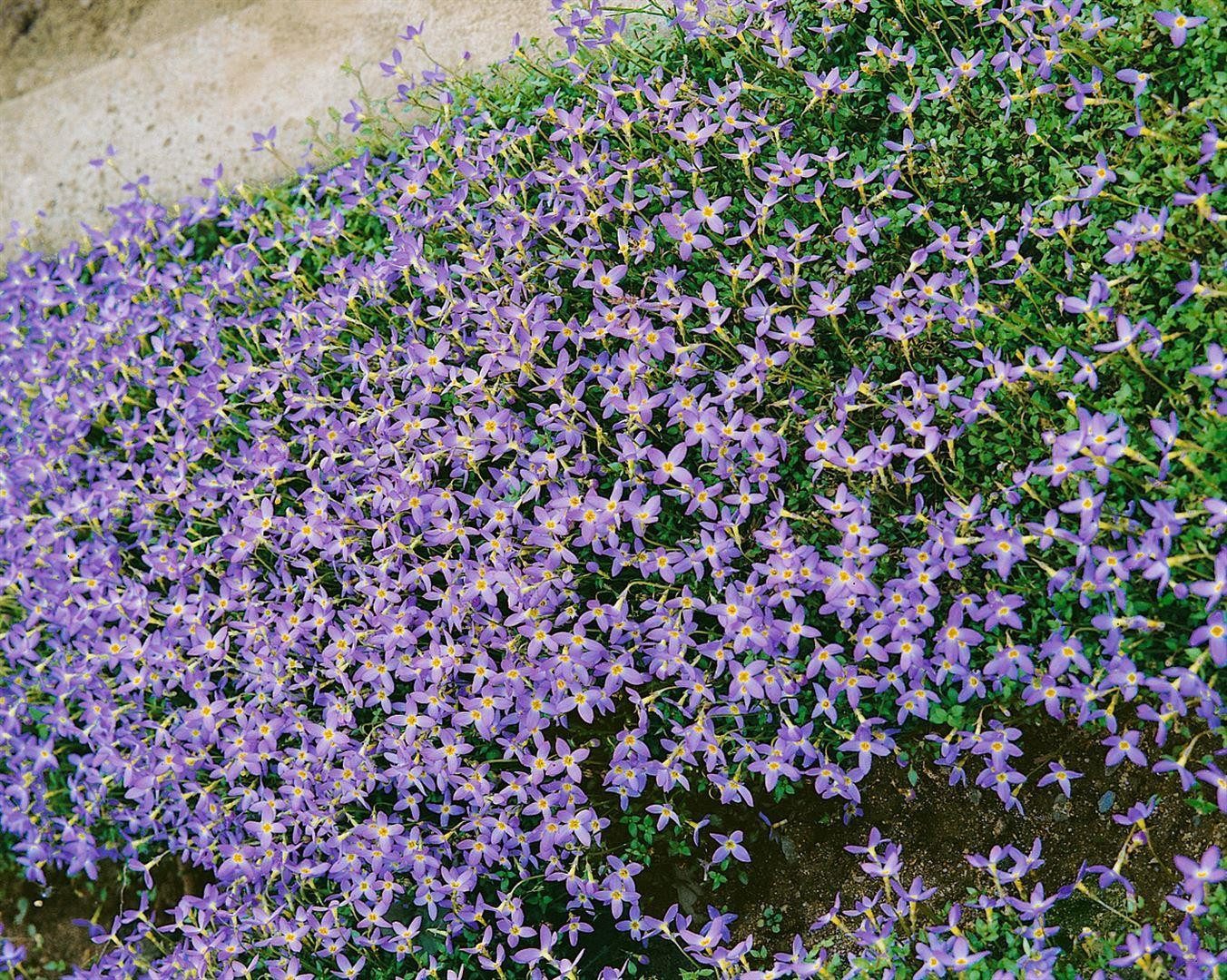 Pflanzen für Dich Staude Houstonia caerulea, 1 St., Blaues Hainsimse, Quirlblättriges Blauauge, Hainblümchen