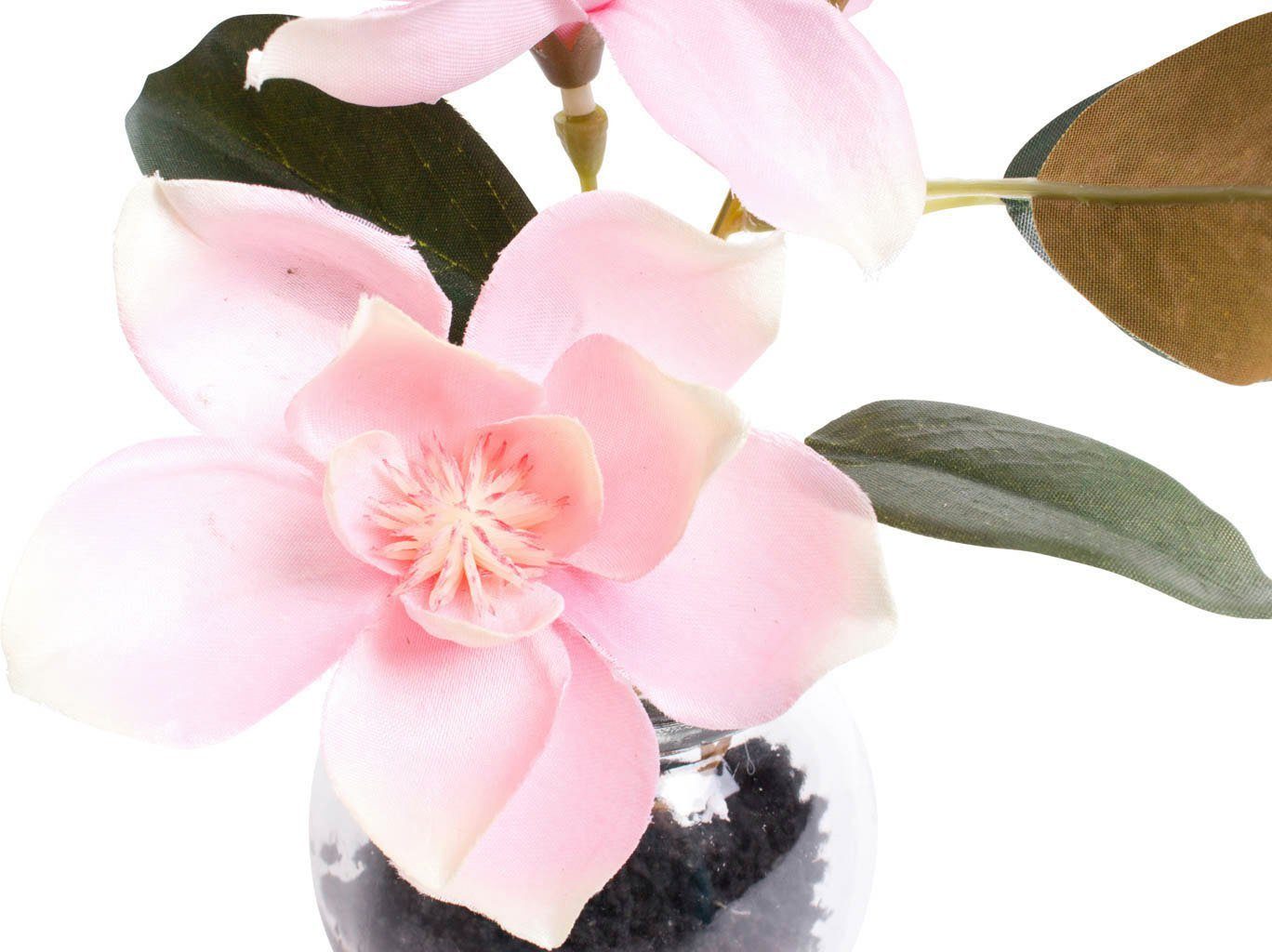Kunstblume Magnolie im Glas, Botanic-Haus, Höhe günstig online kaufen