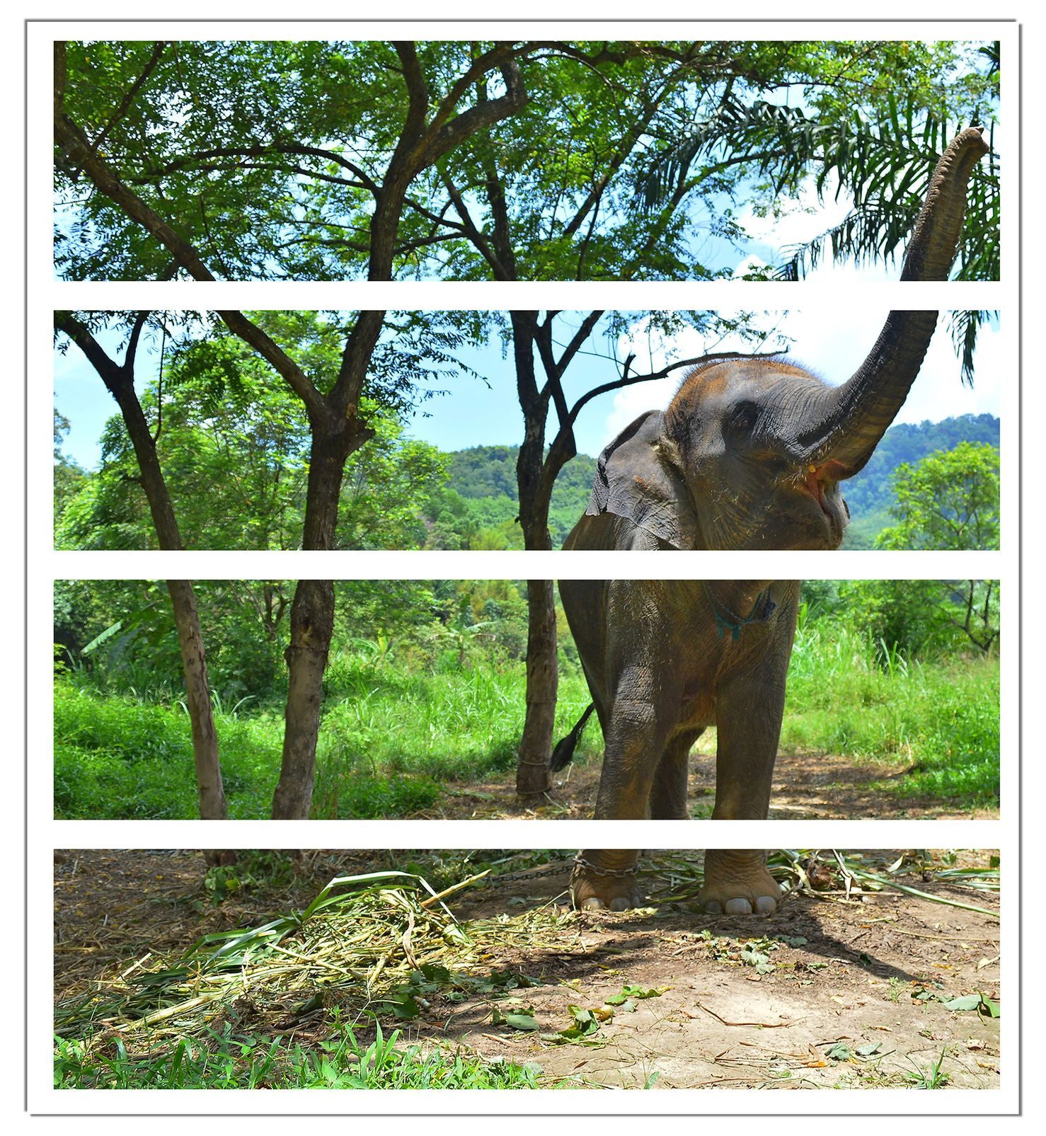 Wallario Möbelfolie Junger Elefant im Dschungel