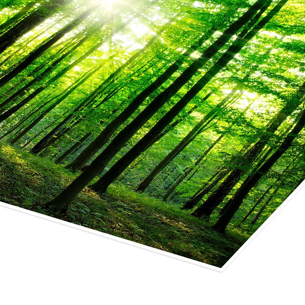 Posterlounge Wandbild Sonnenlicht im grünen Wald, Frühling, Editors Choice, erhältlich als Poster, Leinwandbild, Wandsticker oder Acrylglasbild