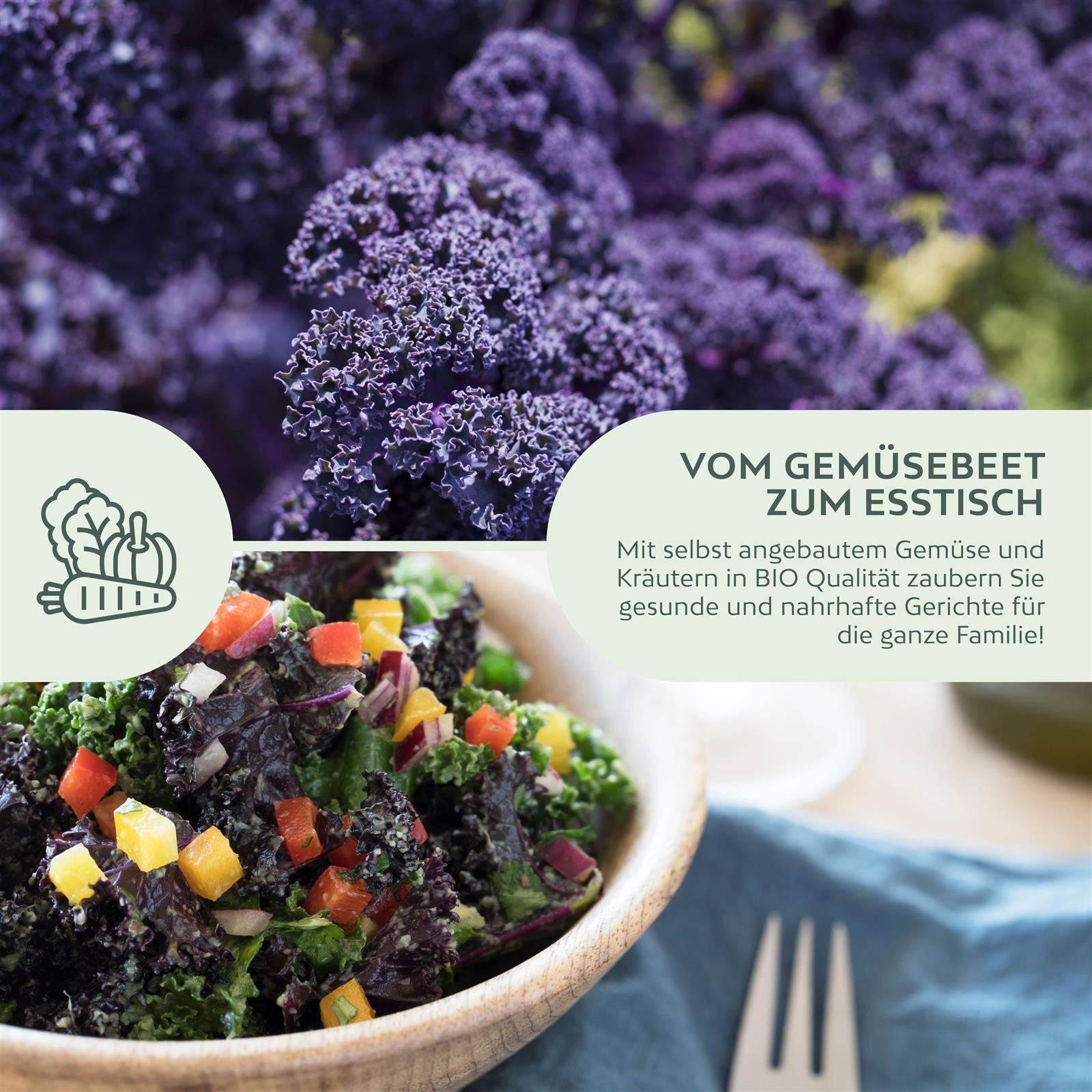 Growgreens Gemüsesamen BIO Grünkohl Samen (Redbor) -Grünkohl Saatgut aus bio. Anbau (25 Korn), Gemüse