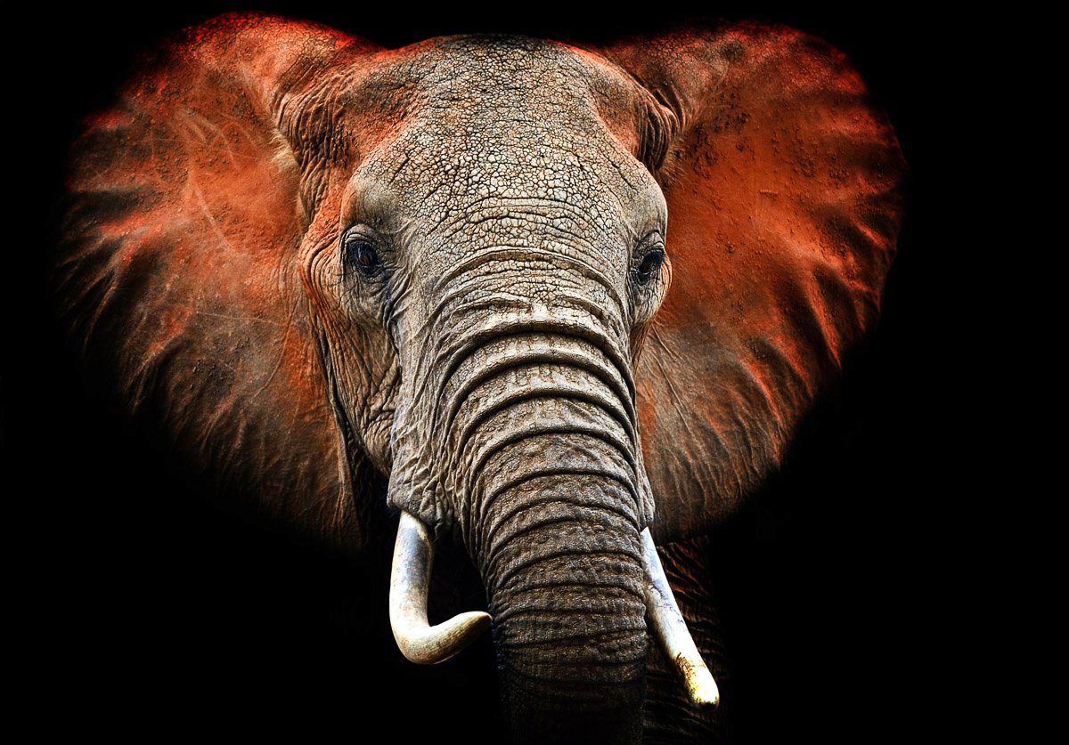 Papermoon Fototapete Elefant | Fototapeten