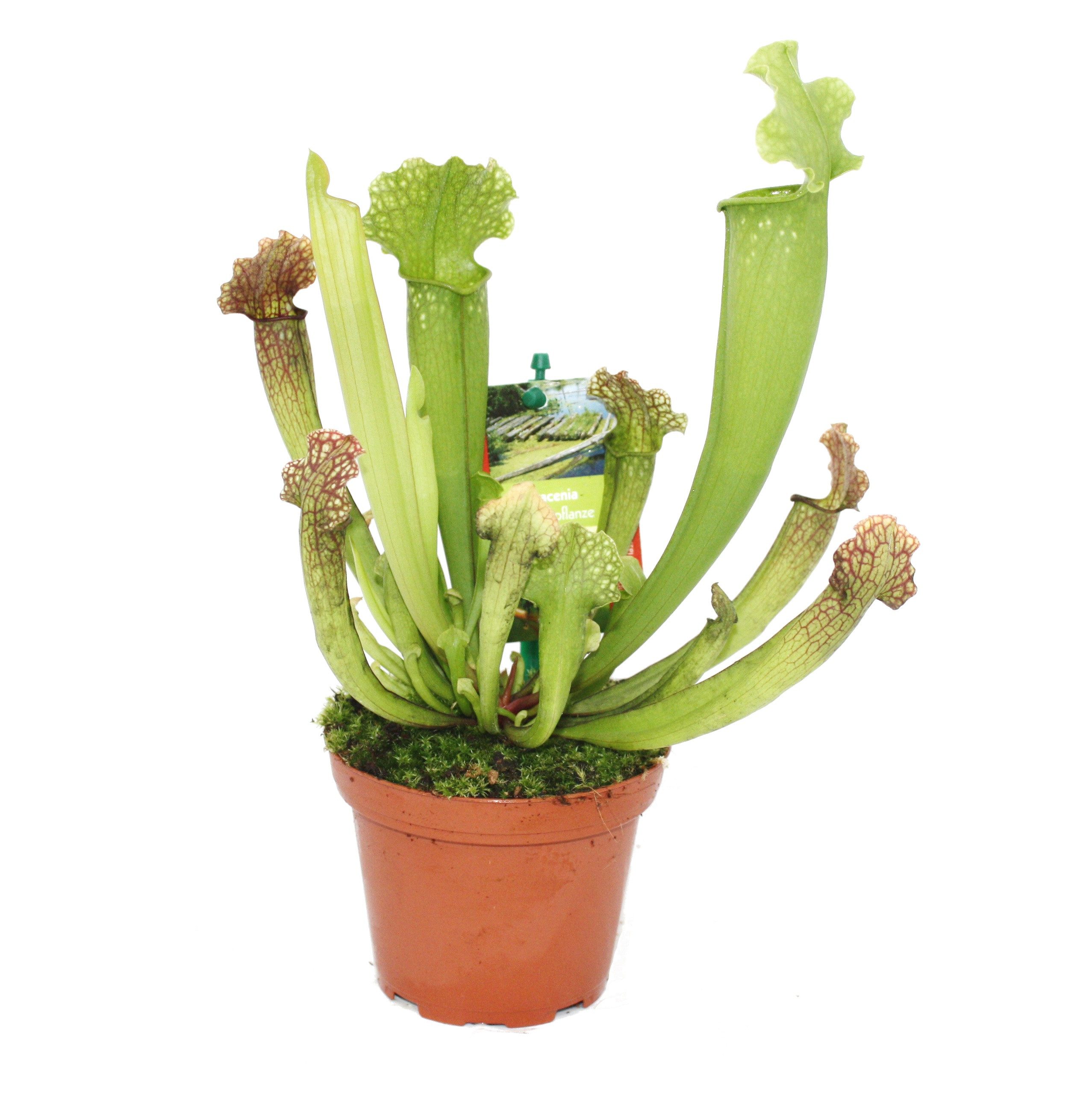 Exotenherz Zimmerpflanze Schlauchpflanze - Sarracenia - Überraschungssorte - 9cm Topf