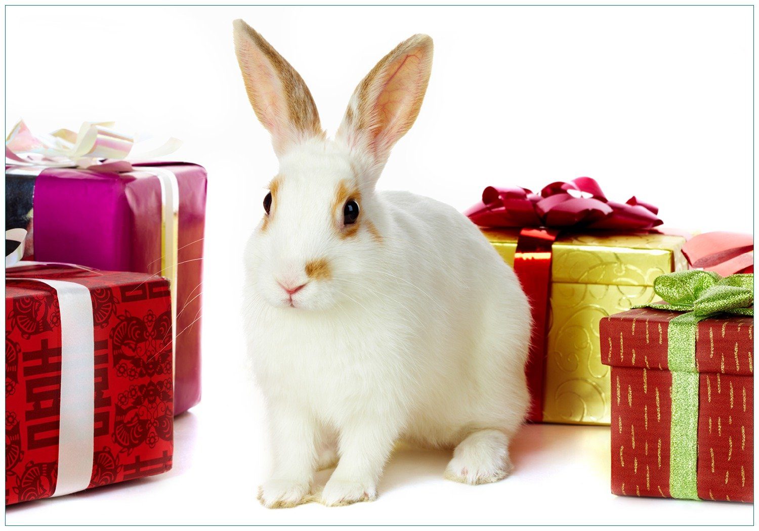 Vliestapete Süßes Kaninchen mit bunten Geschenken