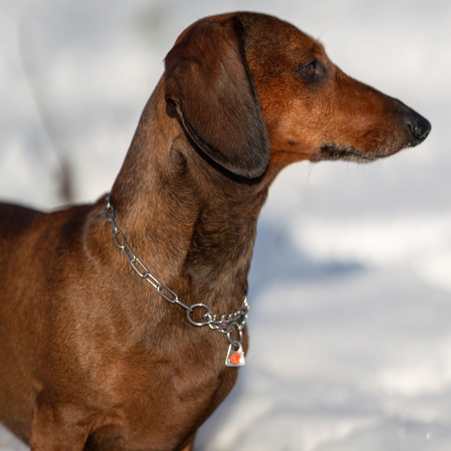 SPRENGER Hunde-Halsband Halskette mit Zugbegrenzung – lange Glieder