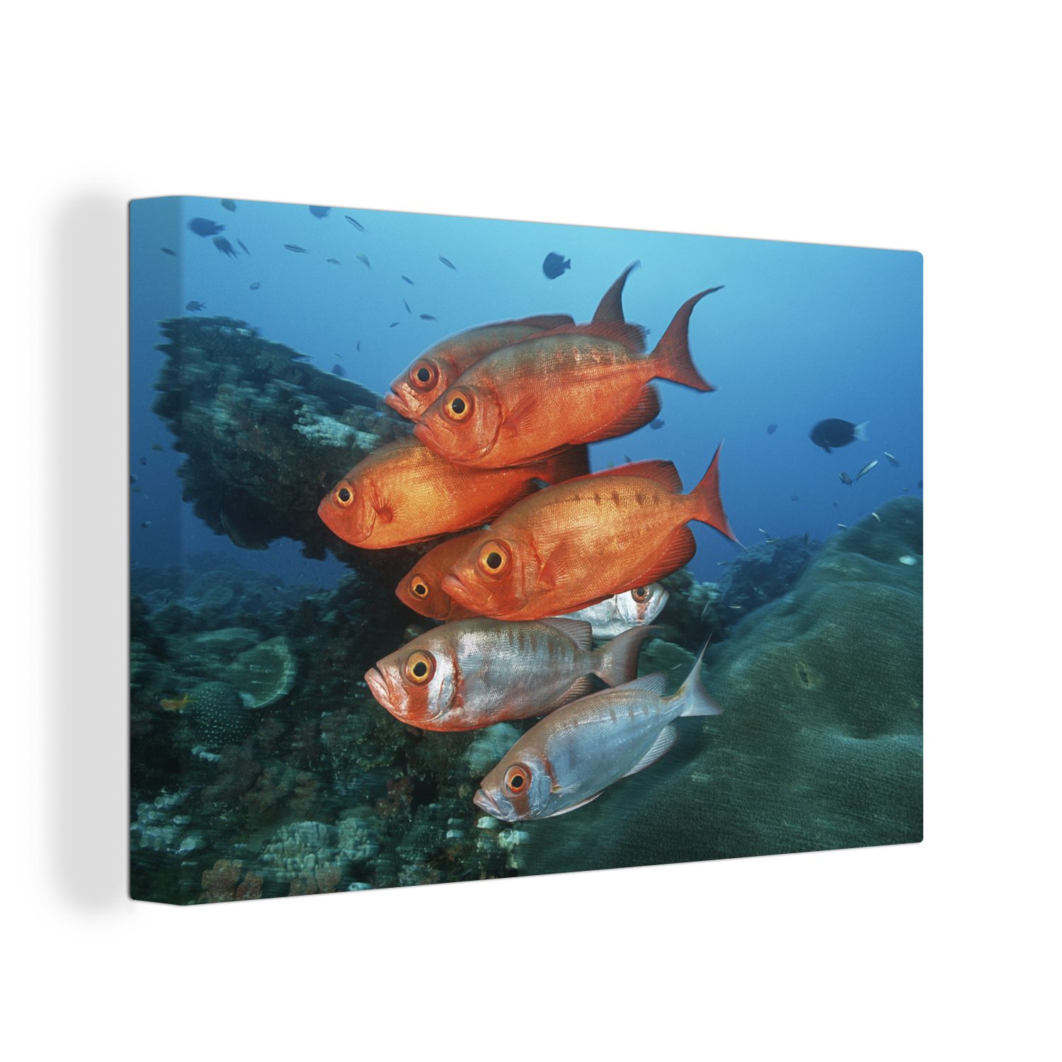 OneMillionCanvasses® Leinwandbild Fisch - Rot - Grau, (1 St), Wandbild Leinwandbilder, Aufhängefertig, Wanddeko, 30x20 cm