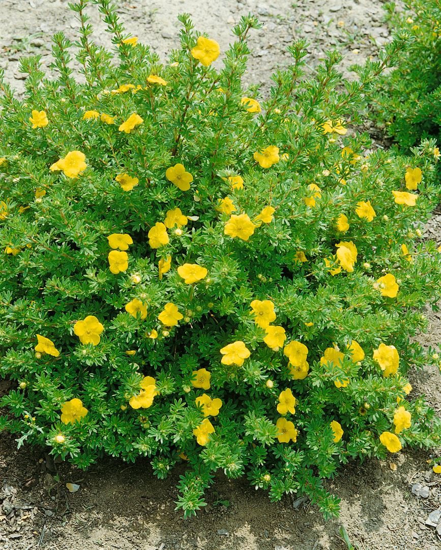 Pflanzen für Dich Bodendecker Potentilla 'Kobold', 1 St., Fingerstrauch, Fünffingerstrauch, gelbblühend, kompaktwüchsig