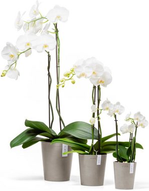 ECOPOTS Blumentopf Morinda Orchidee 14 Taupe, für den Innenbereich