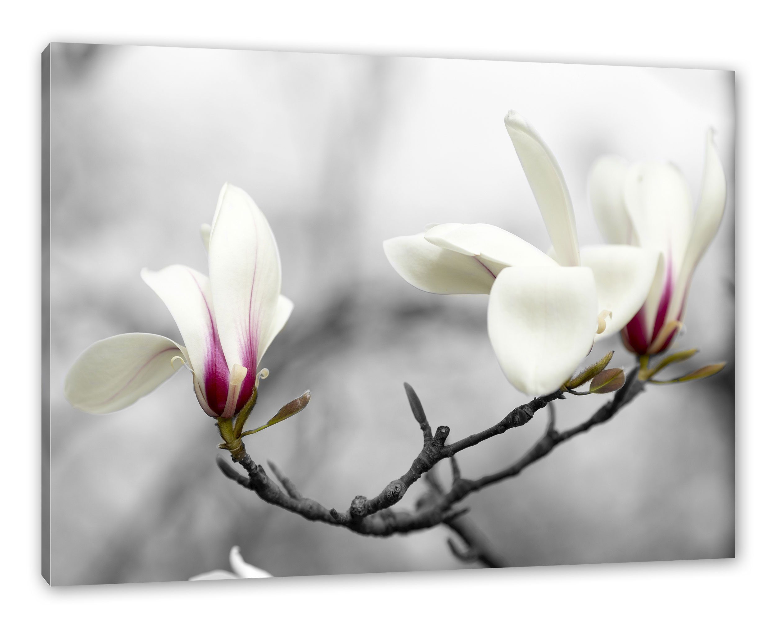 Zackenaufhänger Leinwandbild Magnolienblüten Magnolienblüten, Leinwandbild fertig St), inkl. (1 bespannt, Pixxprint