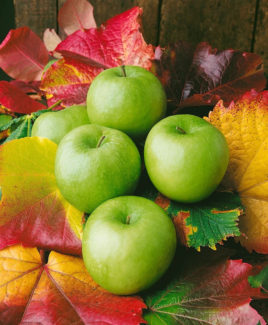 Pflanzen für Dich Obstpflanze Malus 'Granny Smith', 1 St., Granny-Smith-Apfel, Apfelbaum, grün, säuerlich