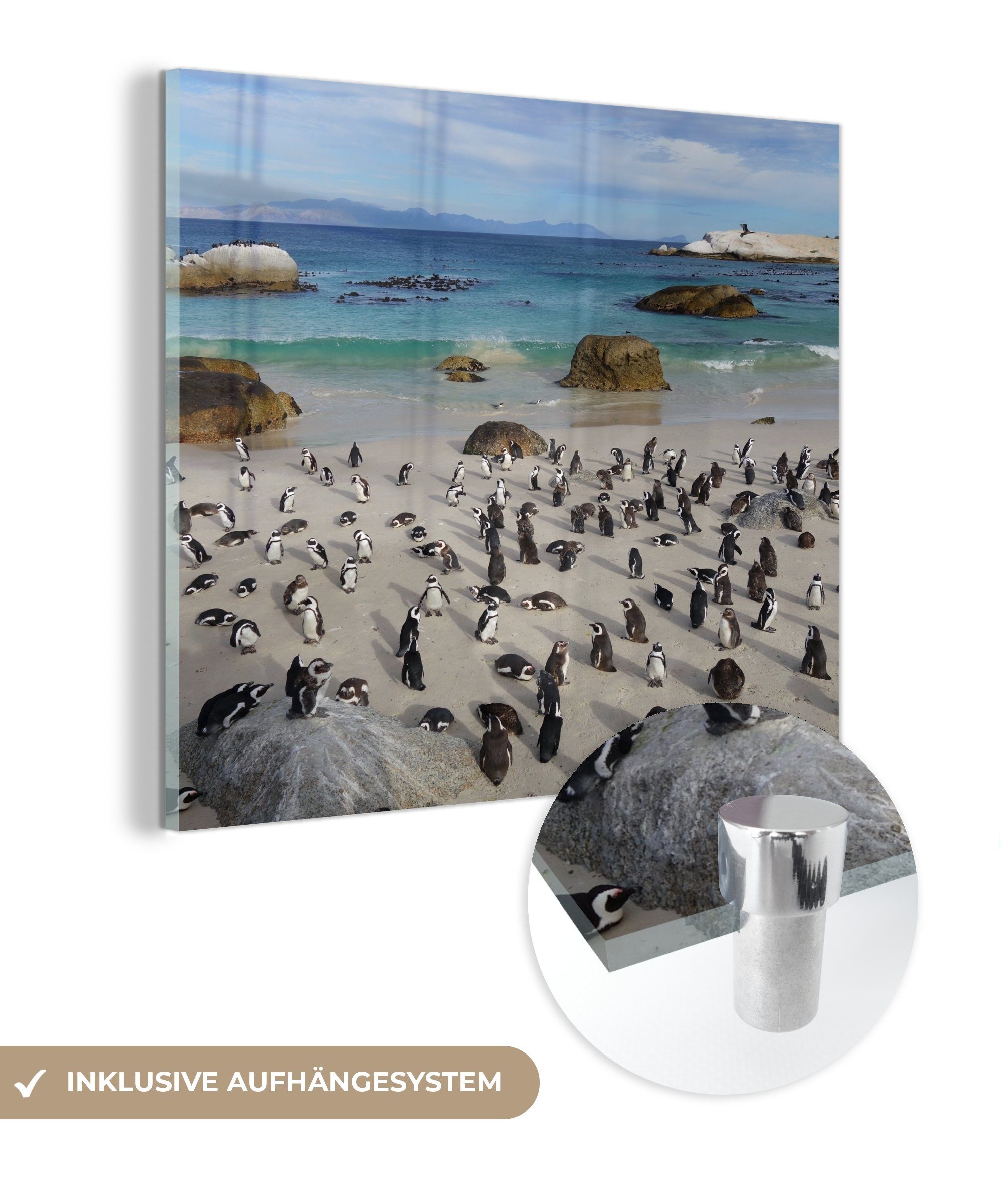 - (1 Foto Glas MuchoWow - Beach Kolonie Glas auf einer auf Acrylglasbild Boulders Pinguinen, Wanddekoration Bilder Wandbild Glasbilder St), - mit von