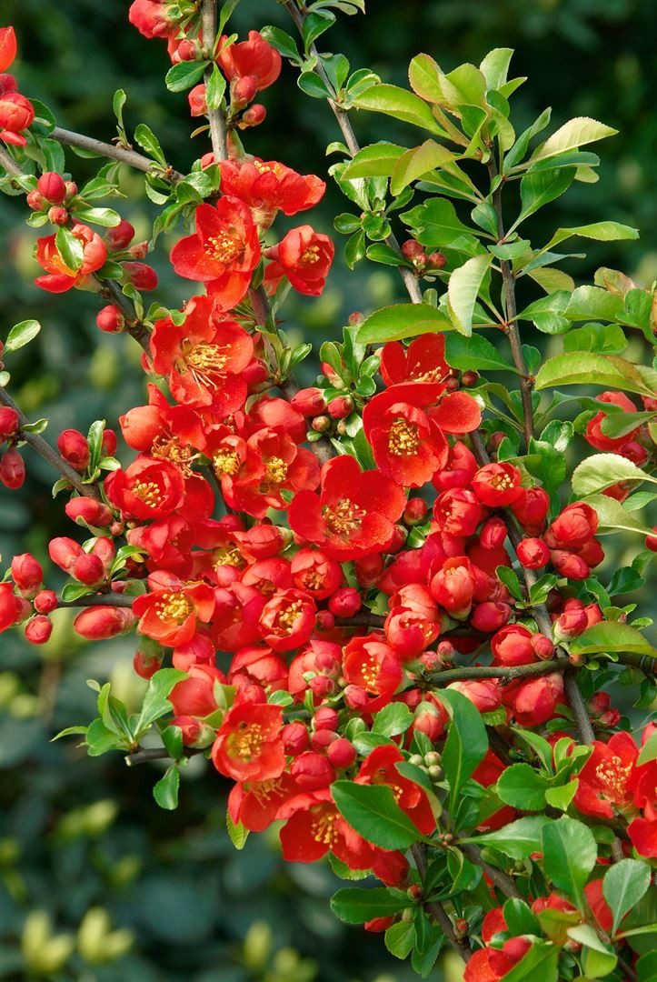 Pflanzen für Dich Gehölze Chaenomeles jap. Cido Red, 1 St., Japanische Zierquitte, Zierquitte