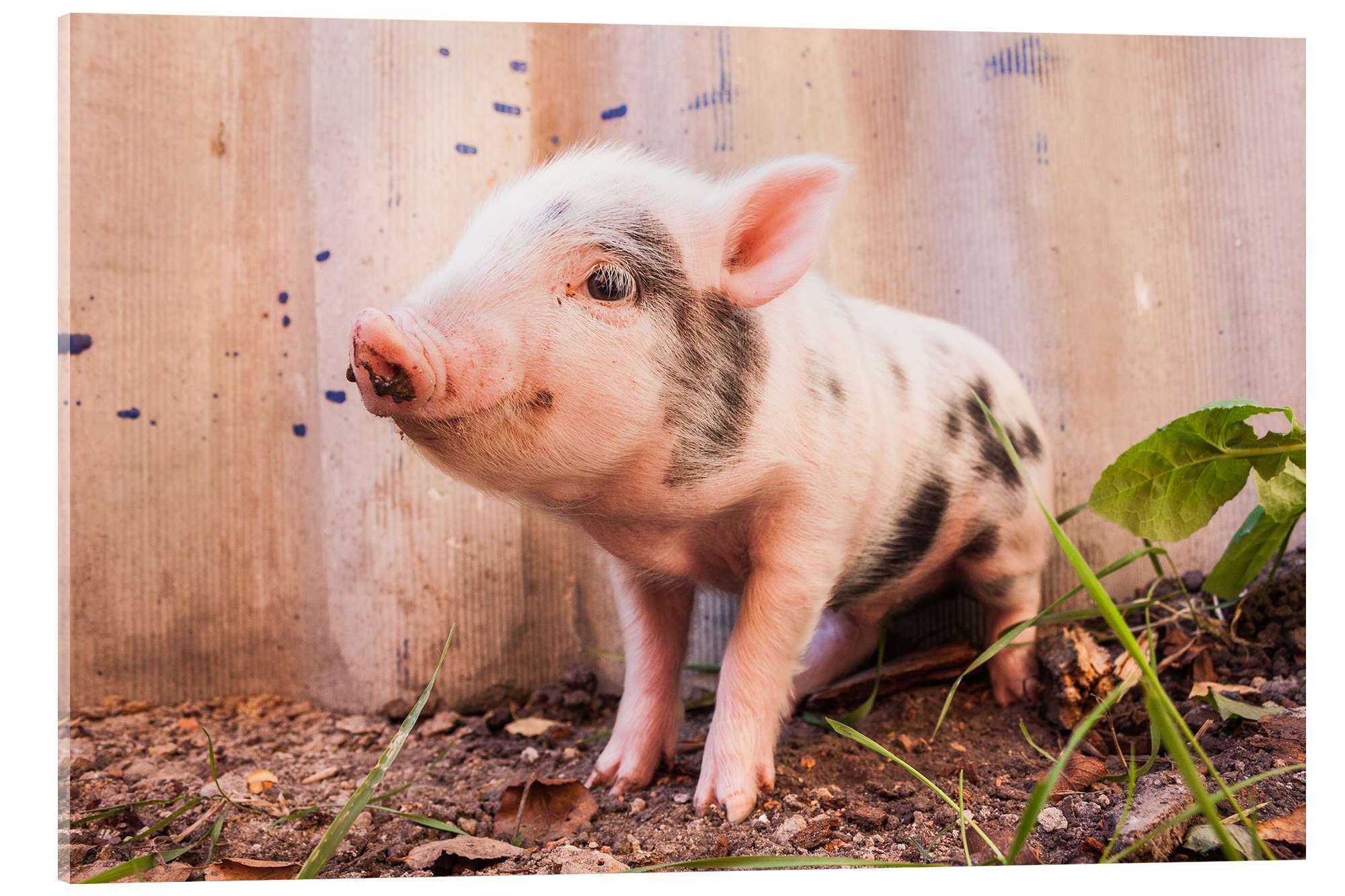 Posterlounge Wandbild Du kleines Ferkel, Editors Choice, erhältlich als Poster, Leinwandbild, Wandsticker oder Acrylglasbild
