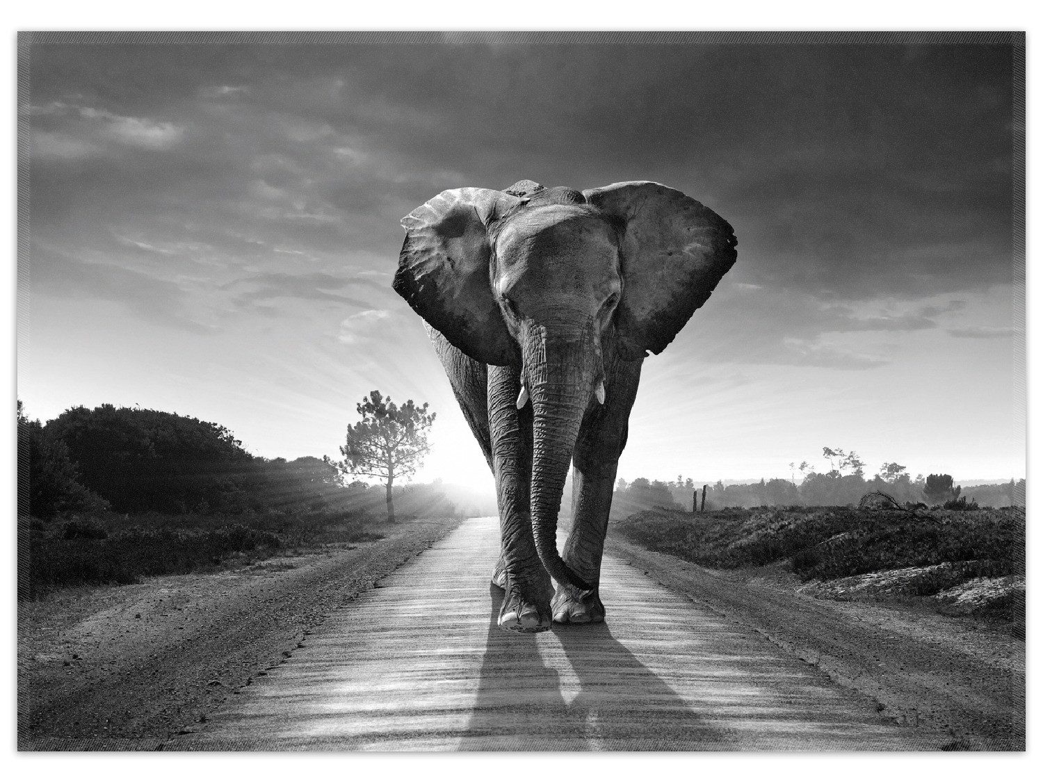 Wallario Teppich Elefant bei Sonnenaufgang in Afrika schwarzweiß, rechteckig, rutschfest