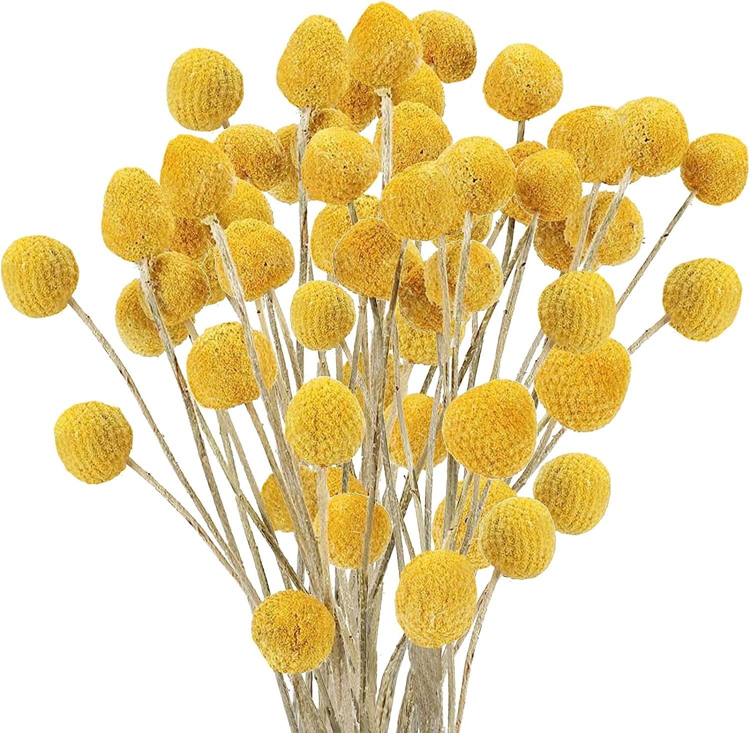 Kunstpflanze natürliche getrocknete Blumen,Craspedia Billy Bälle,Billy Knöpfe,Gelb, ZmdecQna