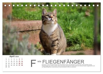CALVENDO Wandkalender Katzen ABC (Tischkalender 2024 DIN A5 quer), CALVENDO Monatskalender