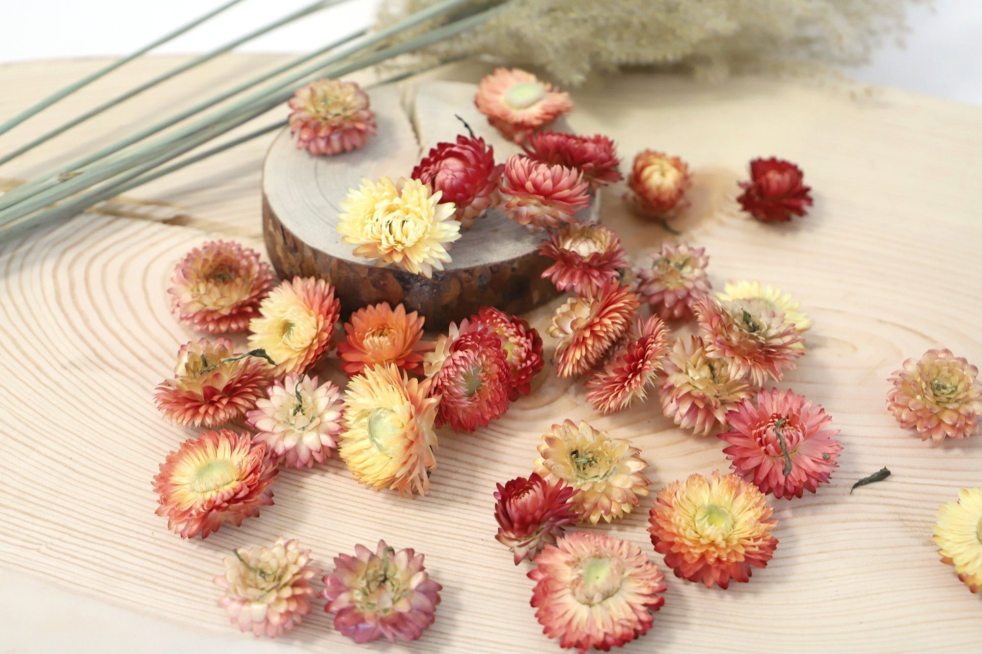 oder Strohblumenköpfe Helichrysum Kunstharz.Art farblich getrocknet: Trockenblume sortiert Mix, gemischt -