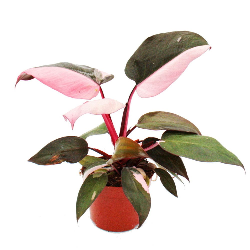 Exotenherz Zimmerpflanze Philodendron Pink Princess - pink-schwarzer Baumfreund - 12cm Topf