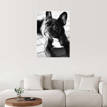 Posterlounge Poster Falko Follert, Französische Bulldogge, Fotografie