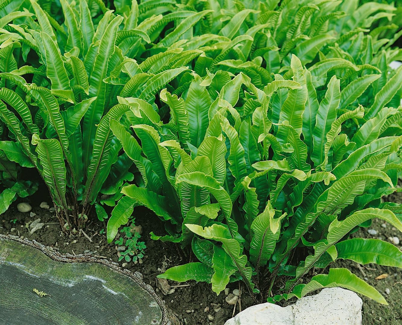 Pflanzen für Dich Gräser Phyllitis scolopendrium, 1 St., Hirschzungenfarn, Hirschzunge, immergrün, schattenverträglich