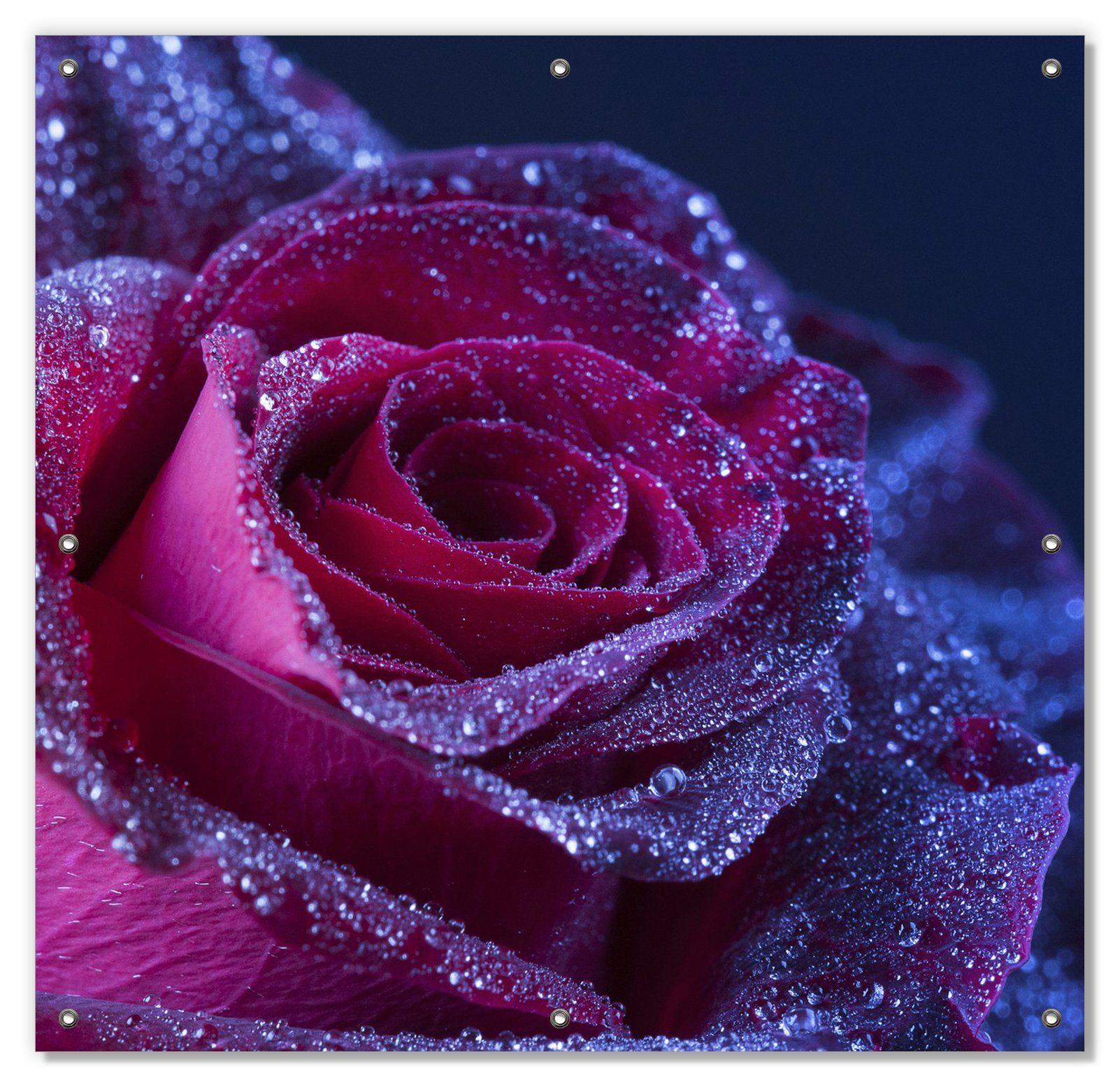 Rote wiederablösbar blickdicht, Rosenblüte mit Regen, und wiederverwendbar Sonnenschutz Saugnäpfen, Wallario, im