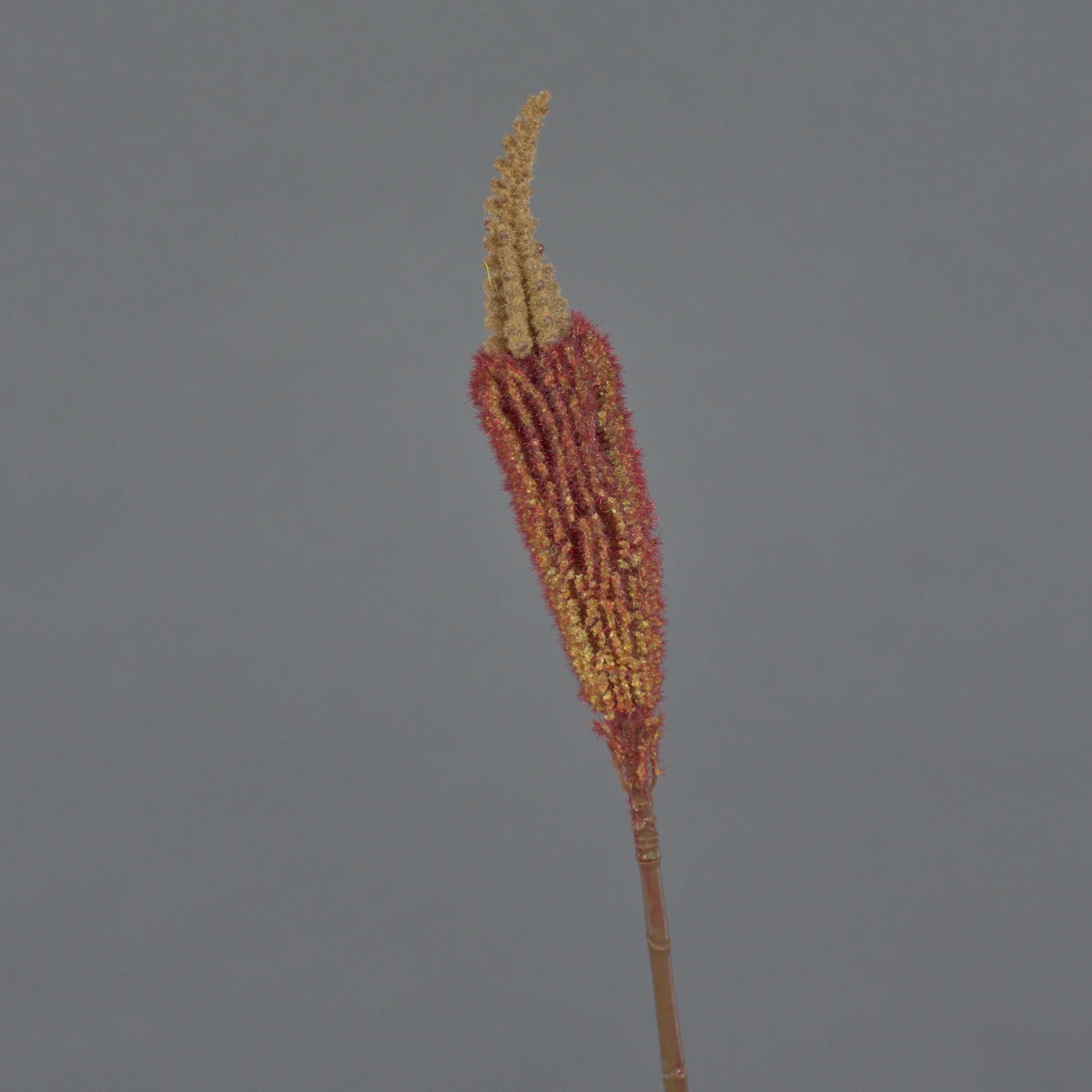 Kunstblume Künstliche Blume Bulbinella TALUNA, braun Bulbinella, artplants