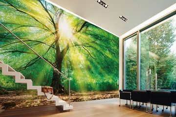 living walls Fototapete Designwalls Forest Light, glatt, (5 St), Vlies, Wand, Schräge, Decke