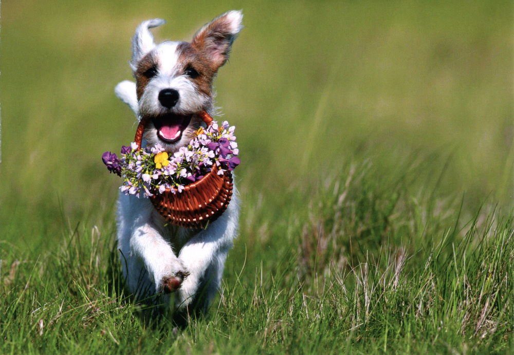 nbuch 24 Hunde süßen Chiens" * "Dogs mit * Postkarte Hundemotiven