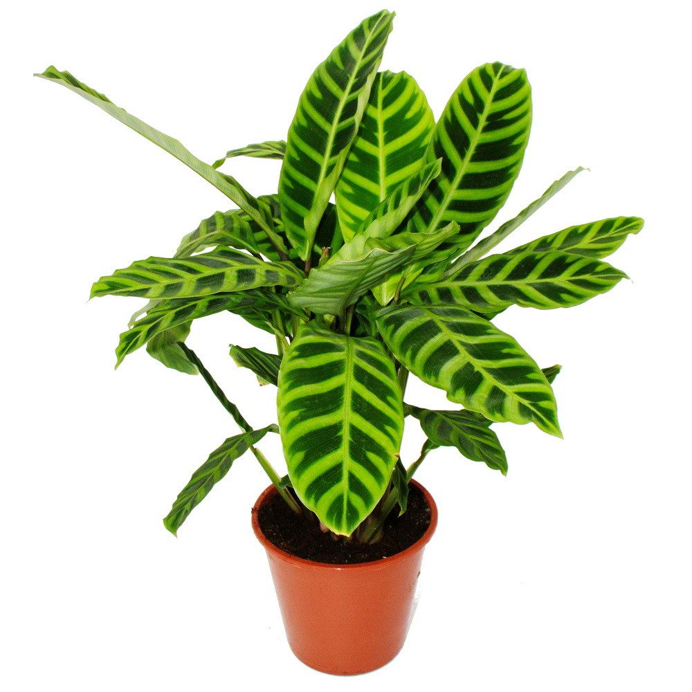 Exotenherz Zimmerpflanze Gestreifte XXL-Schattenpflanze Calathea zebrina 19cm Topf