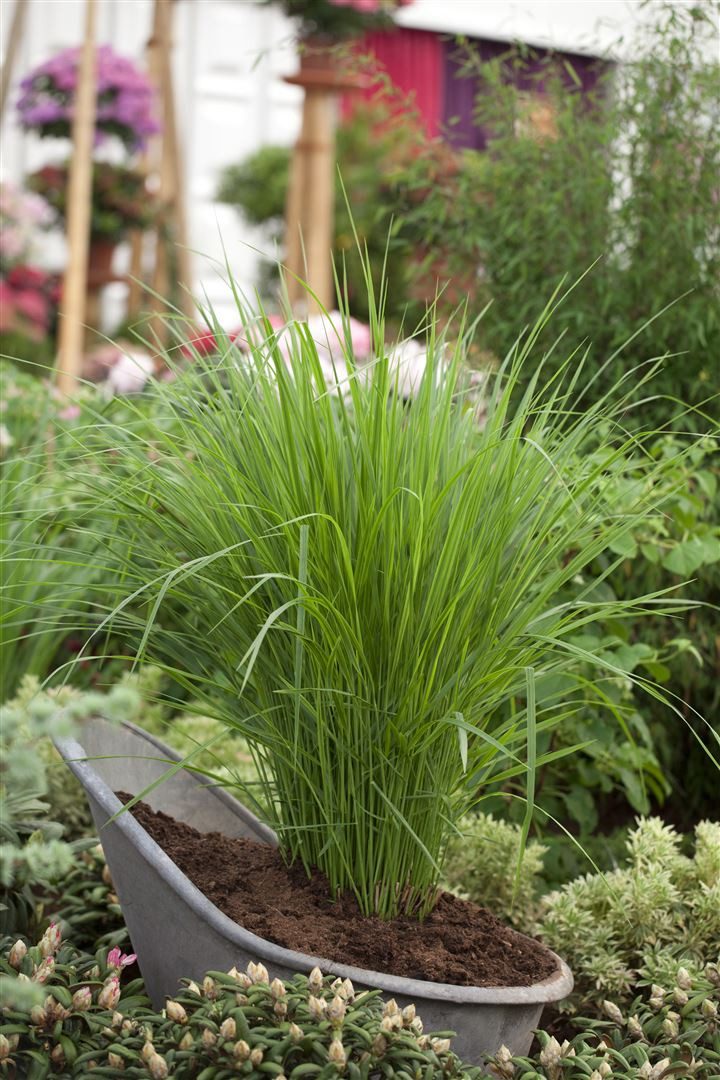 Pflanzen für Dich Gräser Panicum virg. Northwind, 1 St., Rutenhirse, aufrecht, winterhart
