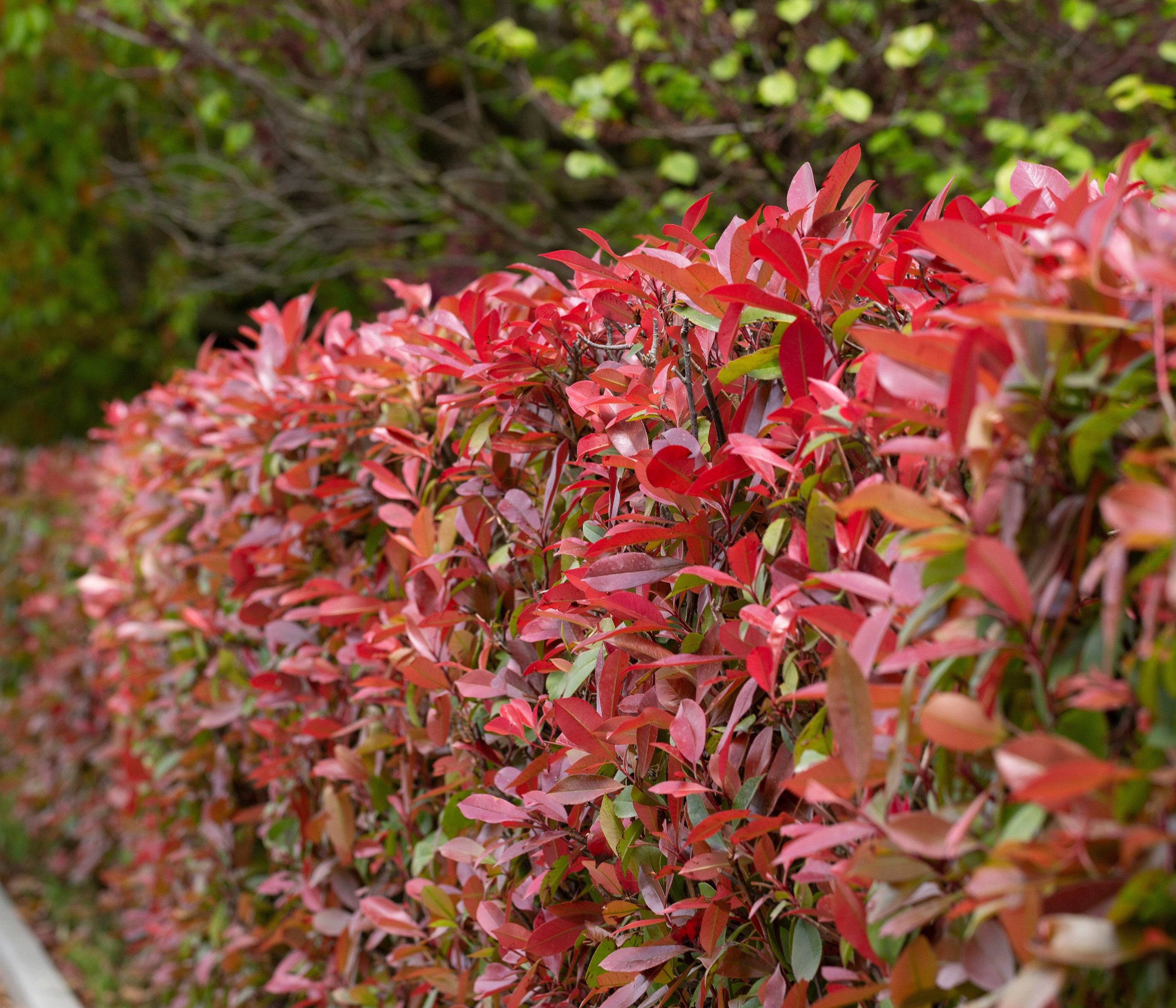 Dehner Hecken Hecke Purpur-Glanzmispel, 1 Meter, 5 x 2 l, pflegeleichte Sichtschutz-Hecke