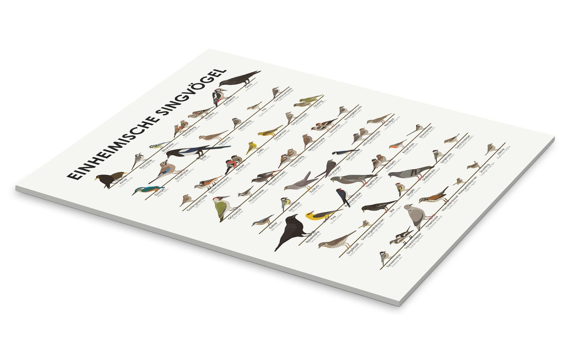 Posterlounge Poster Iris Luckhaus, Einheimische Singvögel, günstig online kaufen