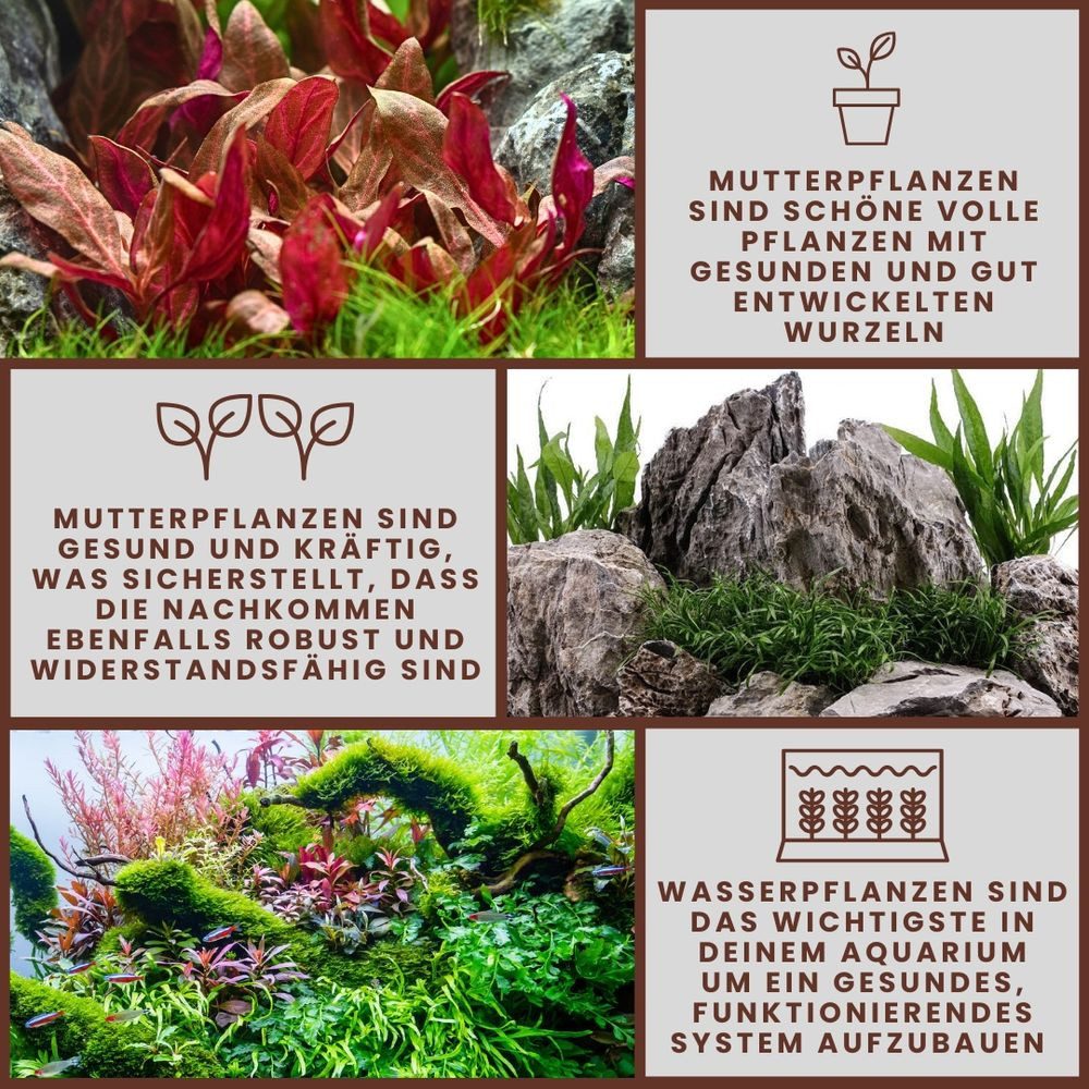 Aquaone Wasserpflanze Mutterpflanze Aquariumpflanze Cryptocoryne Balansae Topf Nr.309B XL – Bild 5 von 5