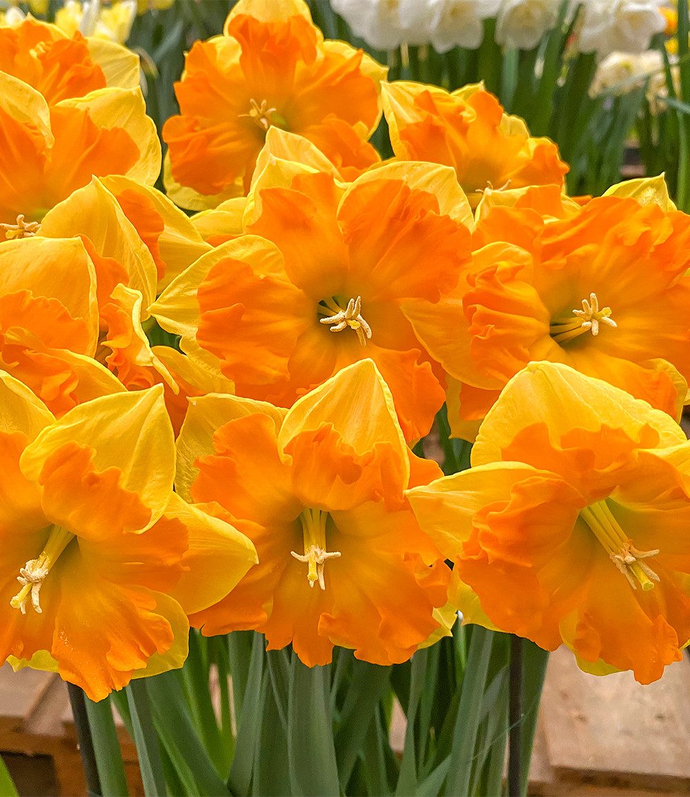 BALDUR Garten Blumenzwiebeln Narzisse 'Outright Orange', Osterglocke,winterhart, farbintensive Blüten, große Blütenkrone