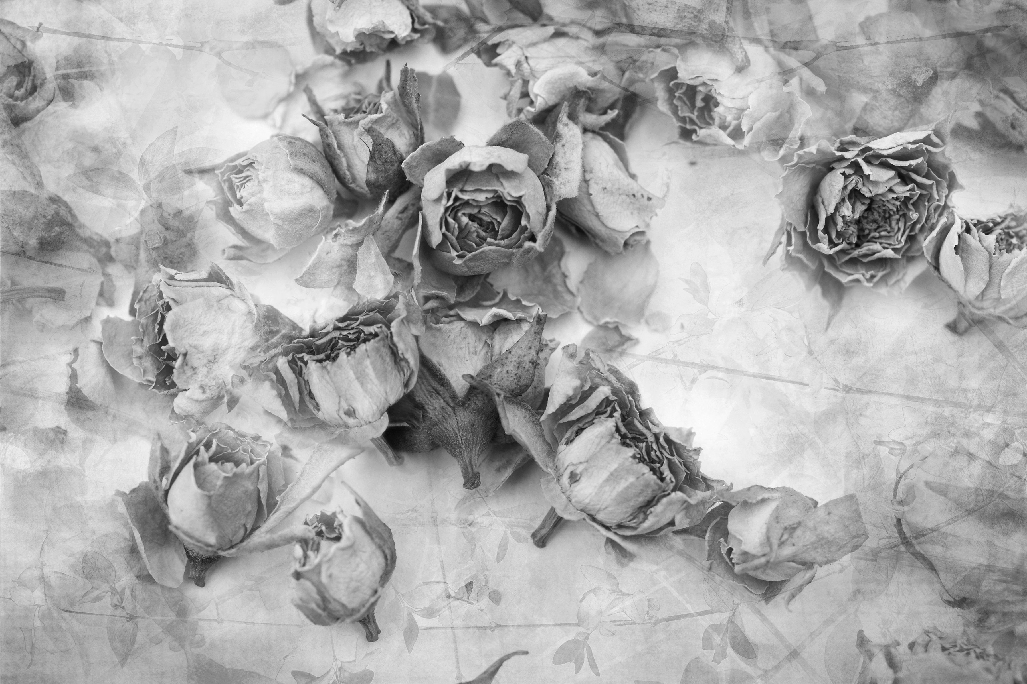 Papermoon Fototapete Rosen Schwarz & Weiß