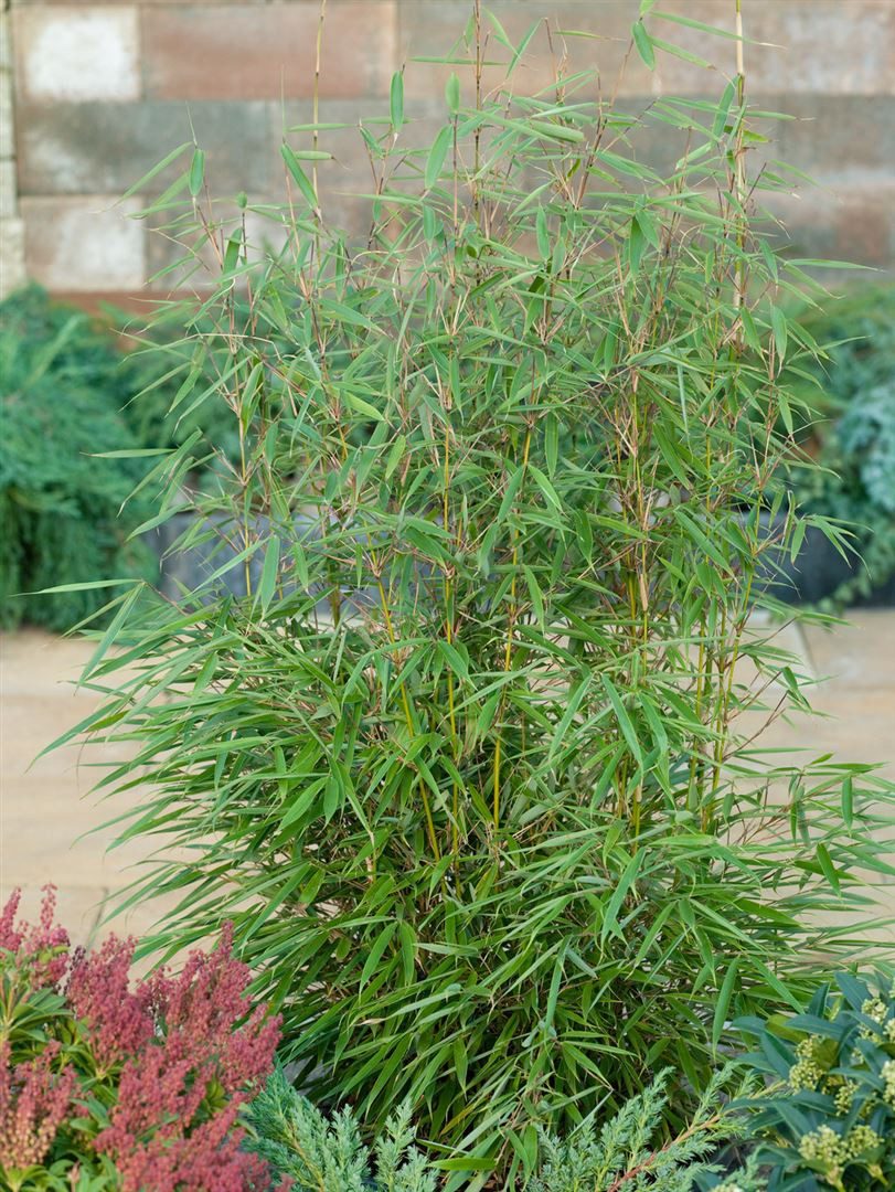 Pflanzen für Dich Hecken Fargesia robusta Campbell, 1 St., Schirmbambus, dichtwachsend, winterhart