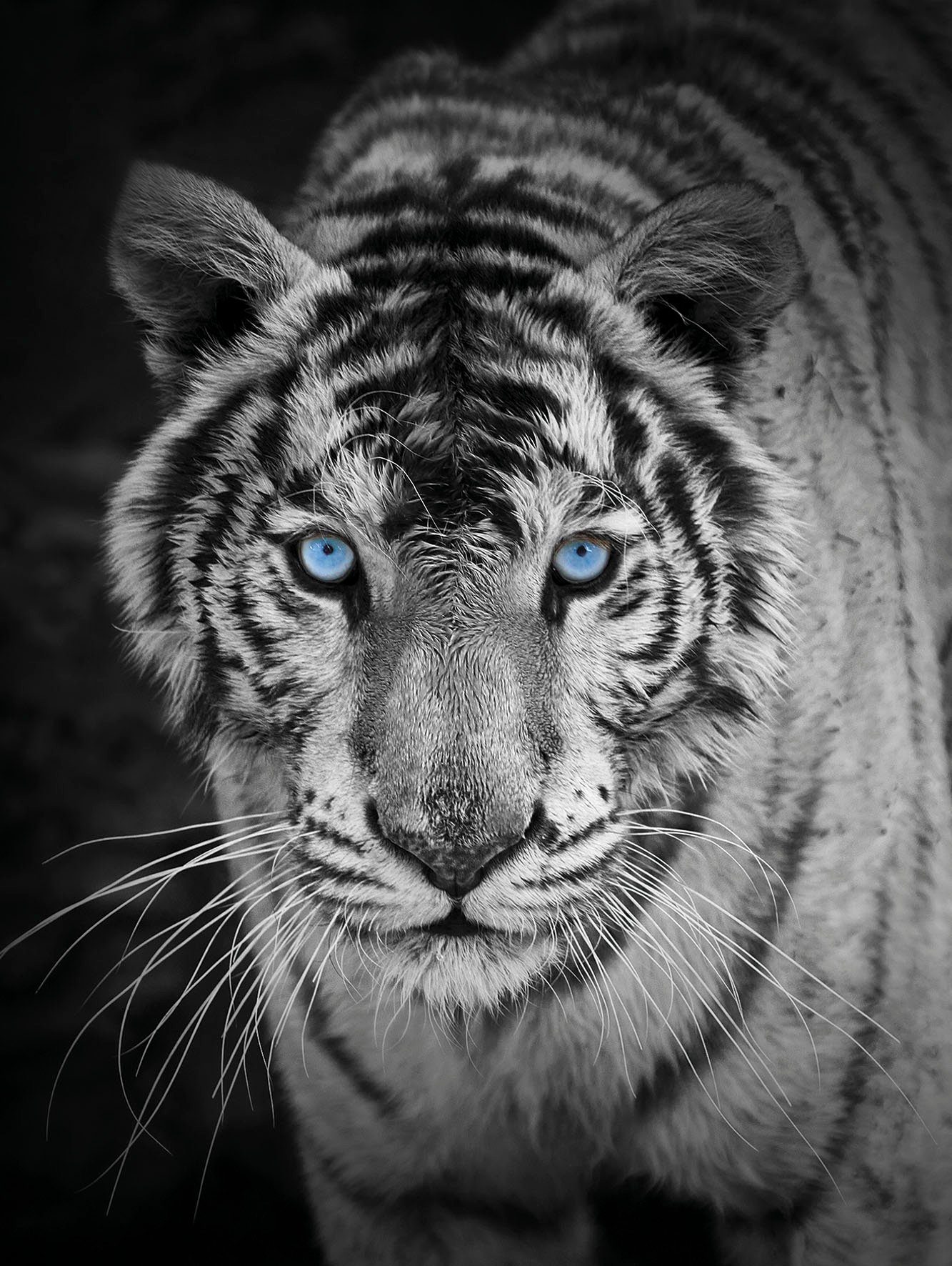 Wohndecke Mikrofaser Fotodruck "Tiger", KiNZLER, Kuscheldecke, bedruckt, 150x200 cm