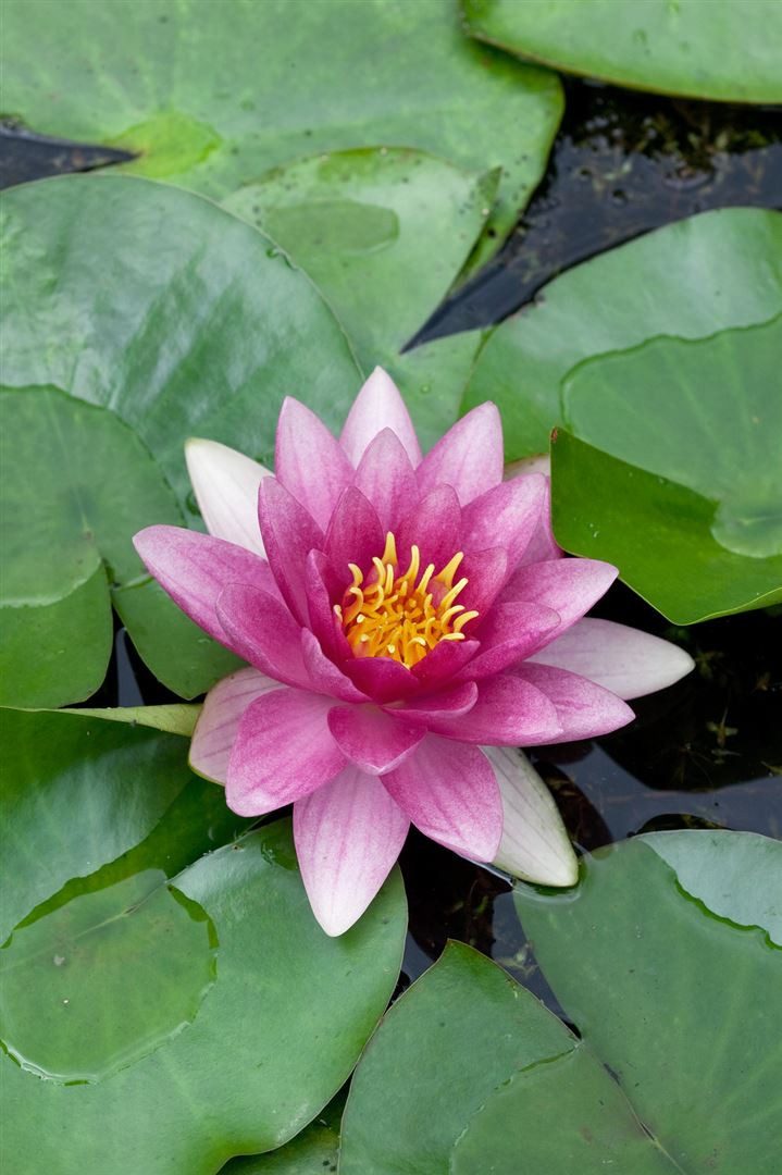 Pflanzen für Dich Staude Nymphaea 'Attraction', 1 St., Seerose – Bild 4 von 4