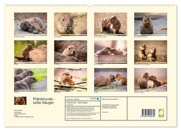CALVENDO Wandkalender Präriehunde - süße Säuger (Premium, hochwertiger DIN A2 Wandkalender 2023, Kunstdruck in Hochglanz)