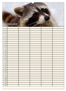 CALVENDO Wandkalender Waschbären Familienplaner (Premium, hochwertiger DIN A2 Wandkalender 2023, Kunstdruck in Hochglanz)