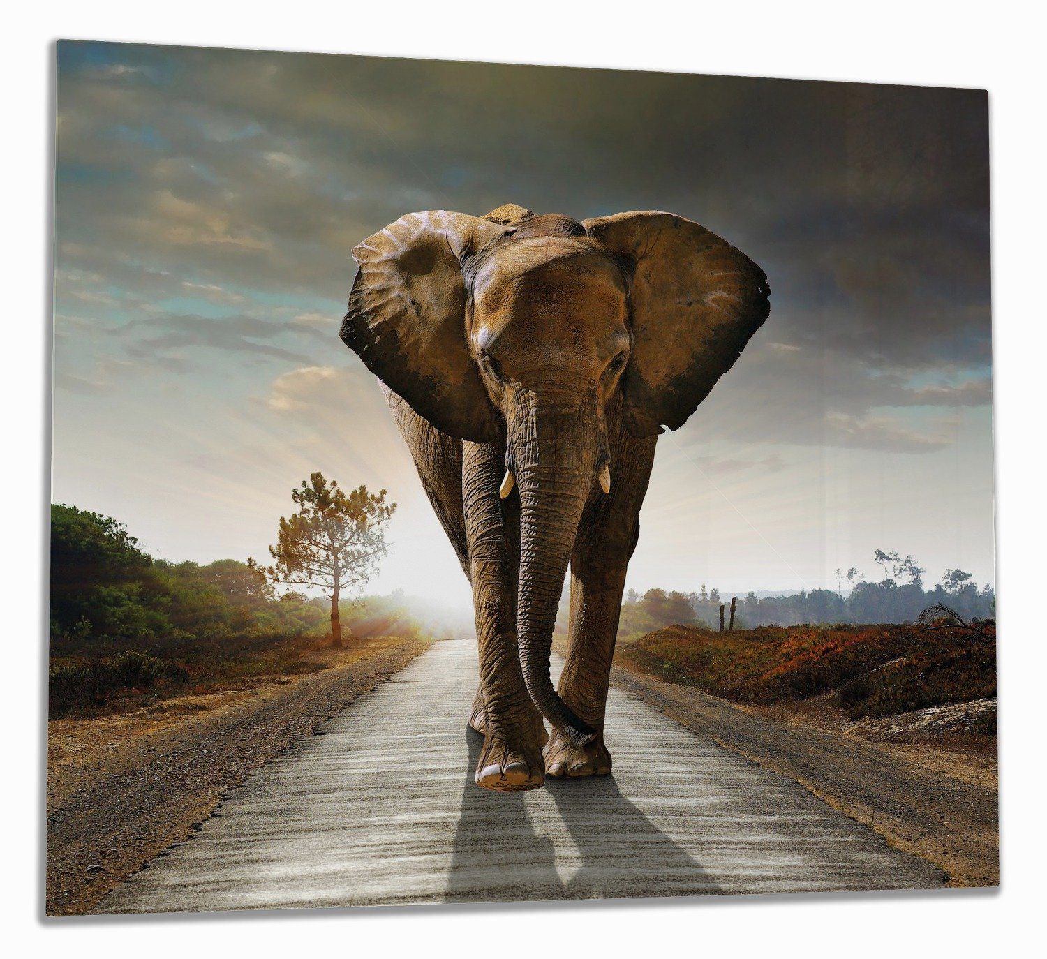 tlg., in Herd-Abdeckplatte Noppen), (Glasplatte, Sonnenaufgang bei inkl. 1 ESG-Sicherheitsglas, verschiedene 5mm Elefant Afrika, Wallario Größen