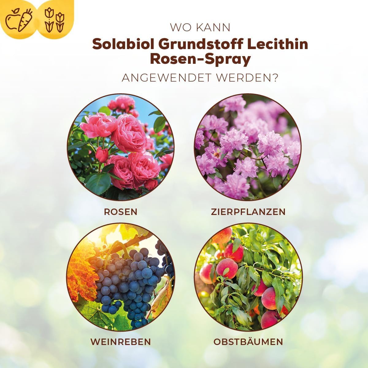 Solabiol Pflanzen-Pilzfrei Solabiol Grundstoff Lecithin Rosen-Spray 1 Liter Sprühflasche