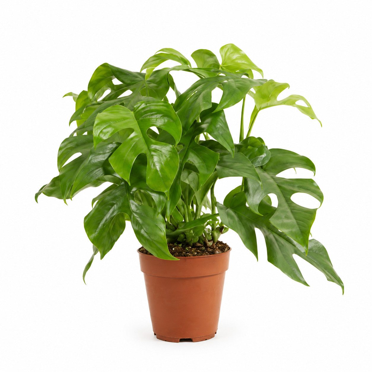 Bloomique Zimmerpflanze Bloomique – Monstera Minima – Mini-Fensterblatt – Kletterpflanze – Zim, 1 St.