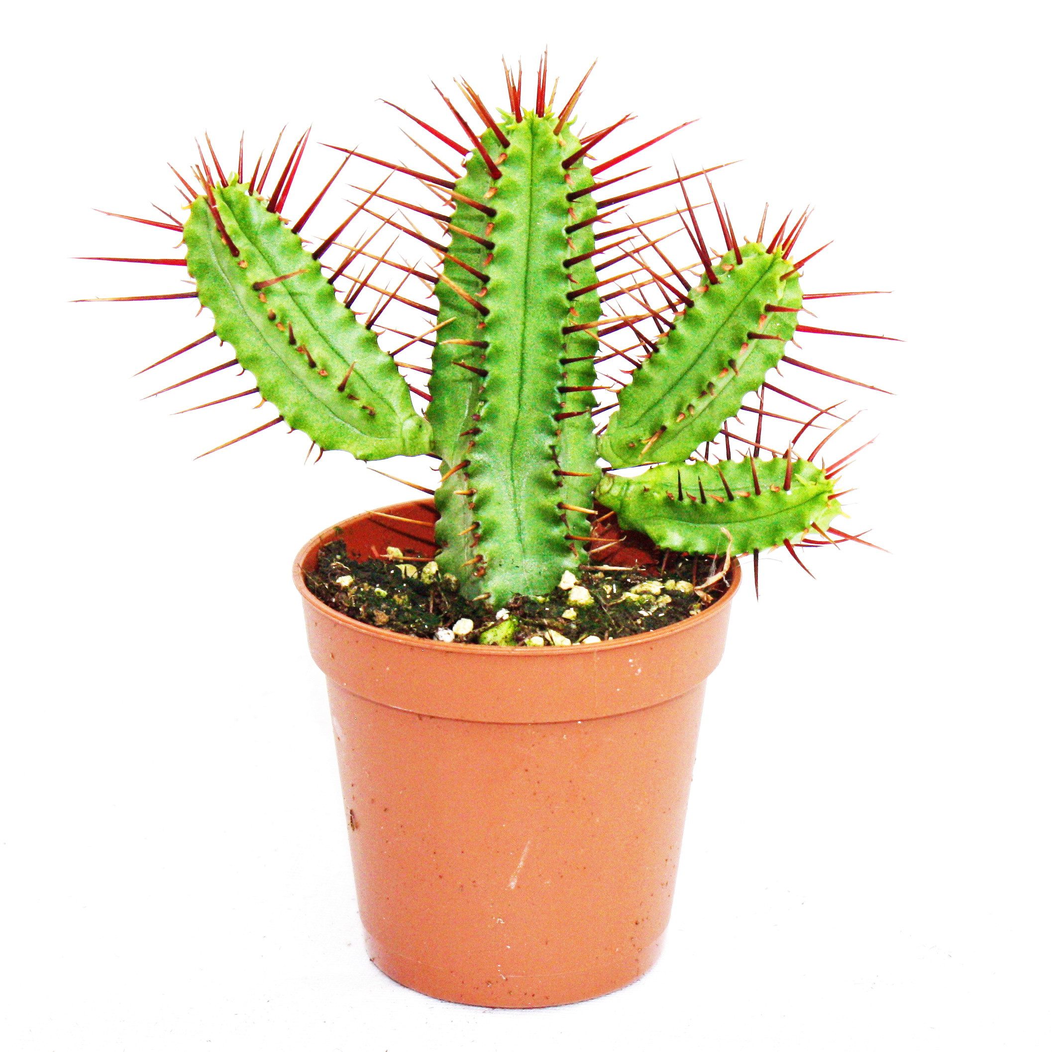 Exotenherz Zimmerpflanze Euphorbia enopla - rotdornige Wolfsmilch - 5,5cm Topf