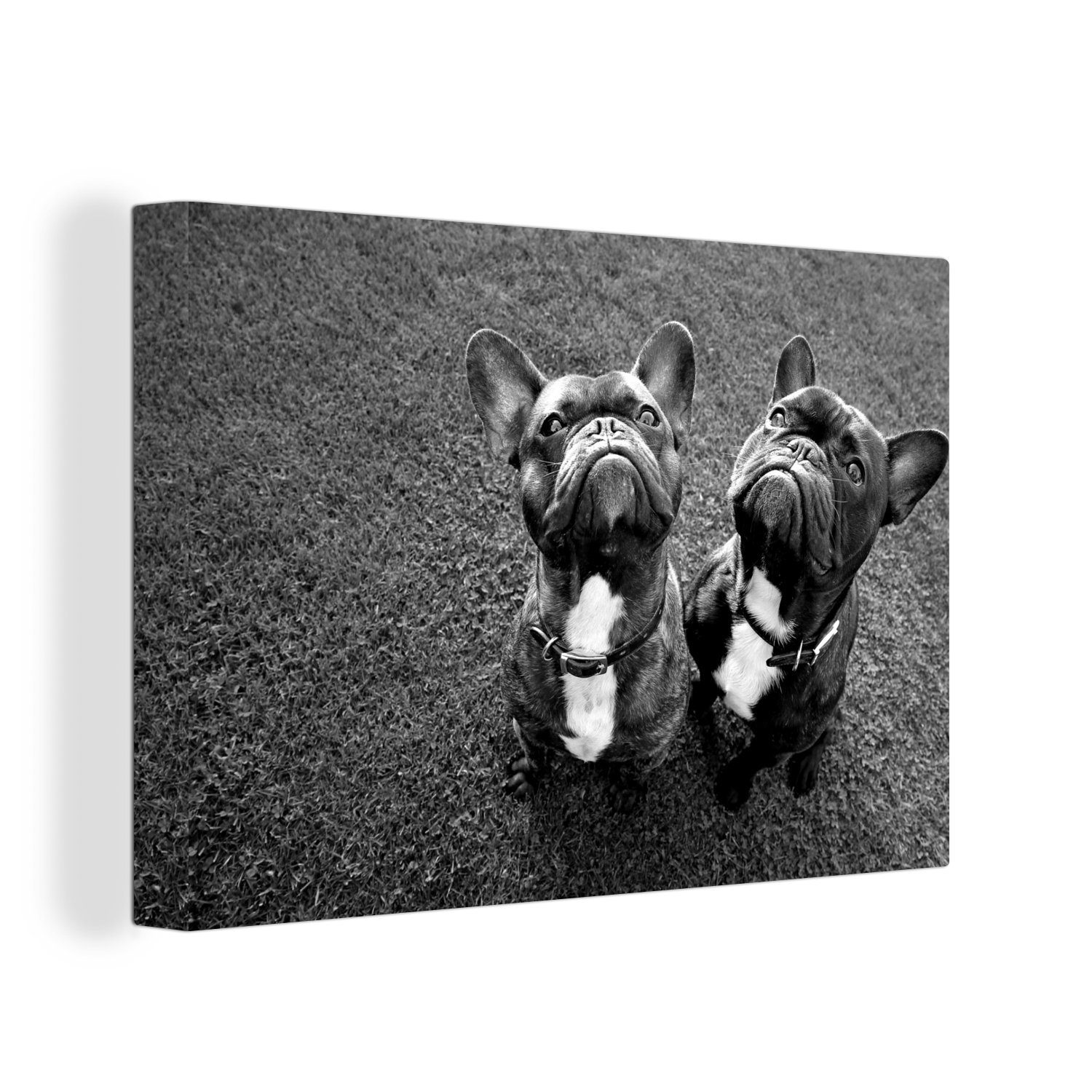 OneMillionCanvasses® Leinwandbild Zwei französische Bulldoggen im Gras - schwarz und weiß, (1 St), Wandbild Leinwandbilder, Aufhängefertig, Wanddeko, 30x20 cm