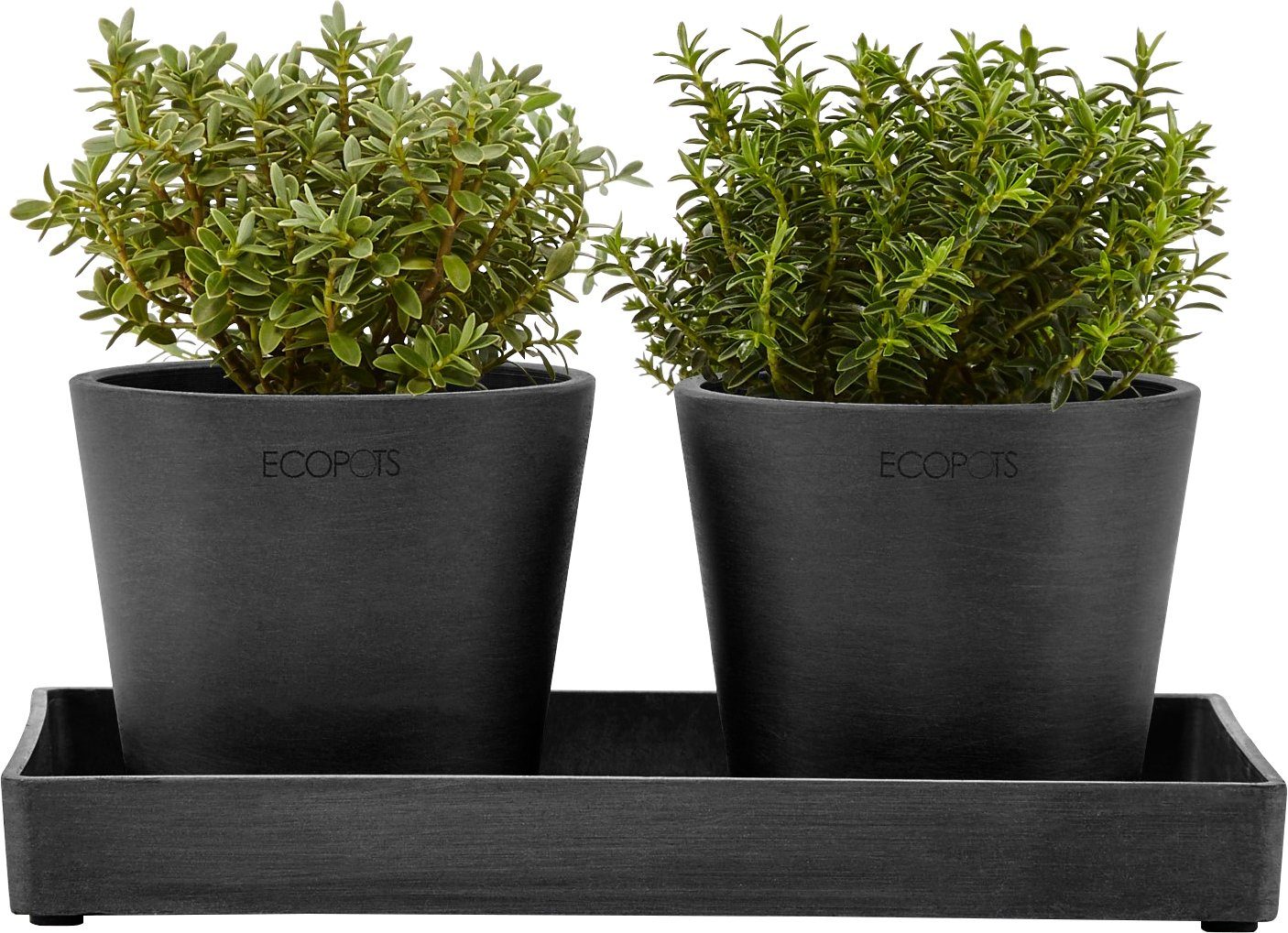 Blumentopfuntersetzer ECOPOTS Ecopots PLATTER, für BxTxH: 15x15x2,5 cm Amsterdam, DISPLAY