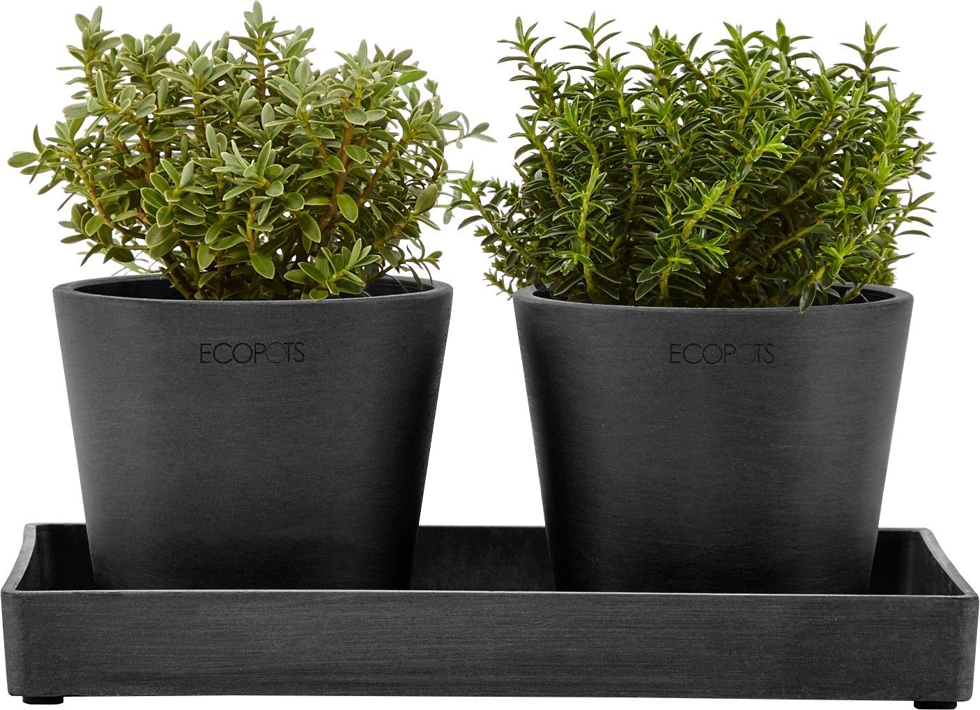 ECOPOTS Blumentopfuntersetzer DISPLAY PLATTER, für Ecopots günstig online kaufen