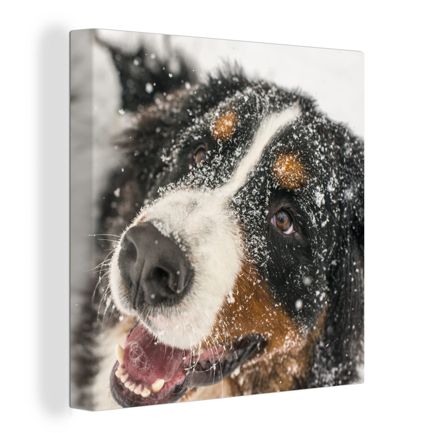 OneMillionCanvasses® Leinwandbild Ein Berner Sennenhund unter dem Schnee, (1 St), Leinwand Bilder für Wohnzimmer Schlafzimmer