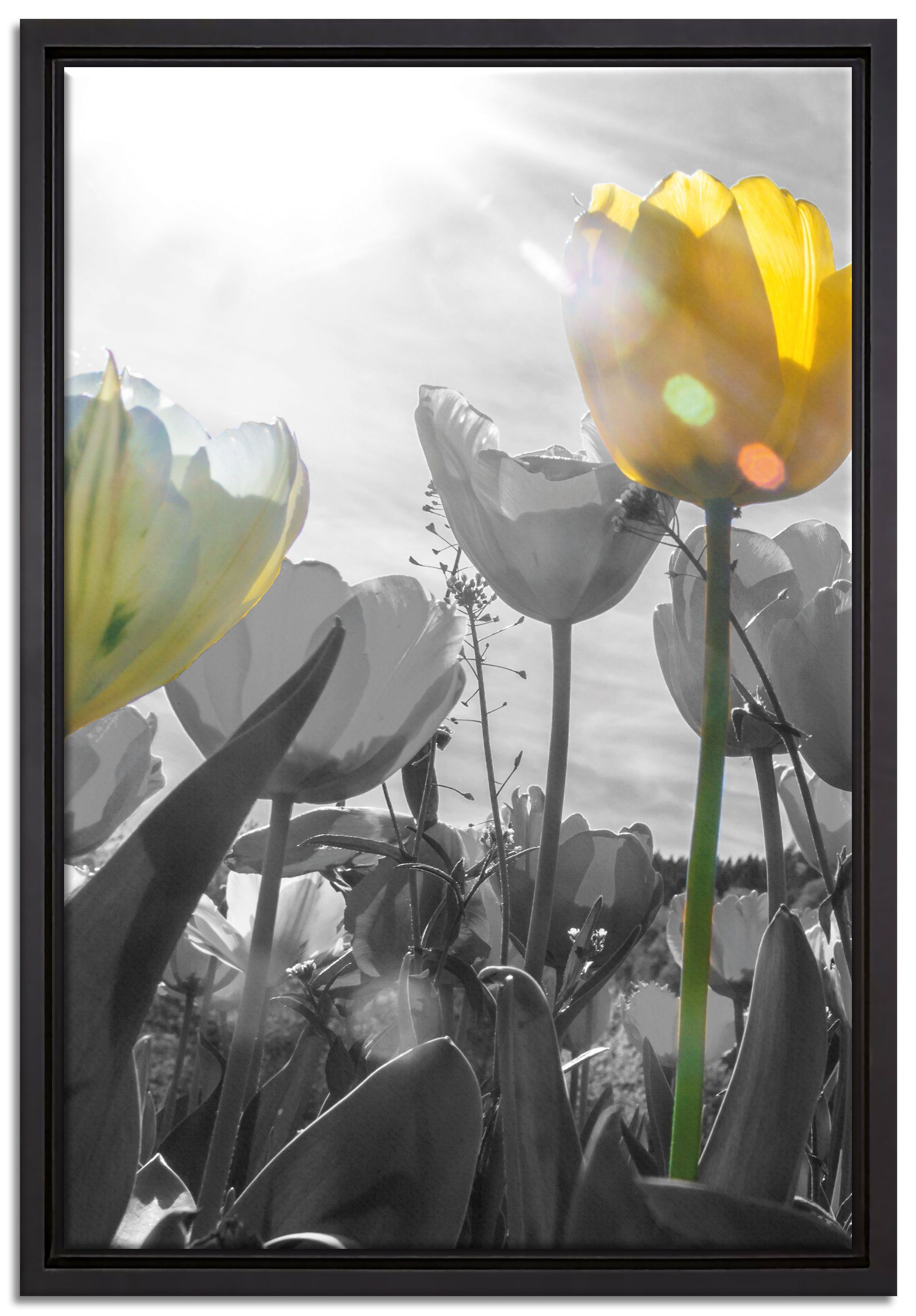 Pixxprint Leinwandbild wunderschöne Tulpenwiese schwarz/weiß, Wanddekoration (1 St), Leinwandbild fertig bespannt, in einem Schattenfugen-Bilderrahmen gefasst, inkl. Zackenaufhänger