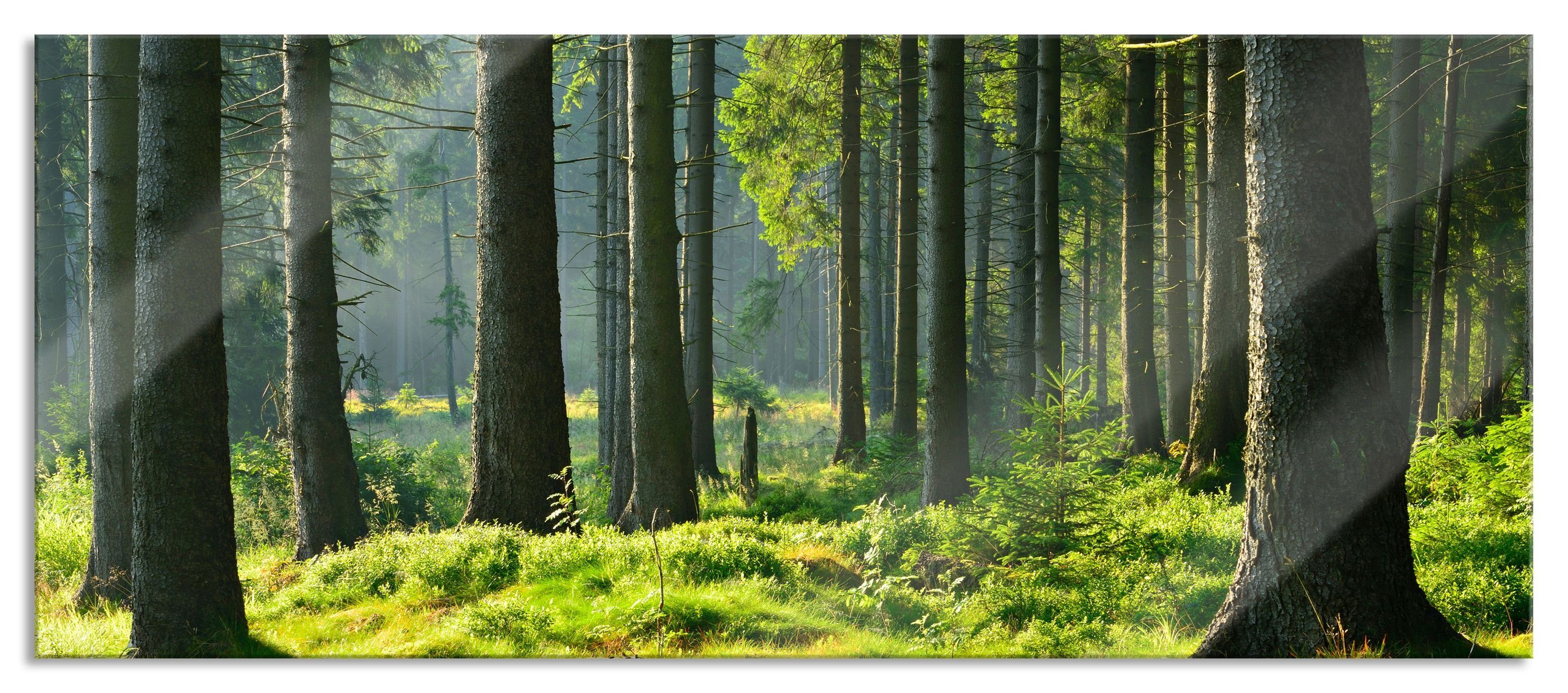 Pixxprint Glasbild sonniger Tag im Wald, sonniger Tag im Wald (1 St), Glasbild aus Echtglas, inkl. Aufhängungen und Abstandshalter | Bilder